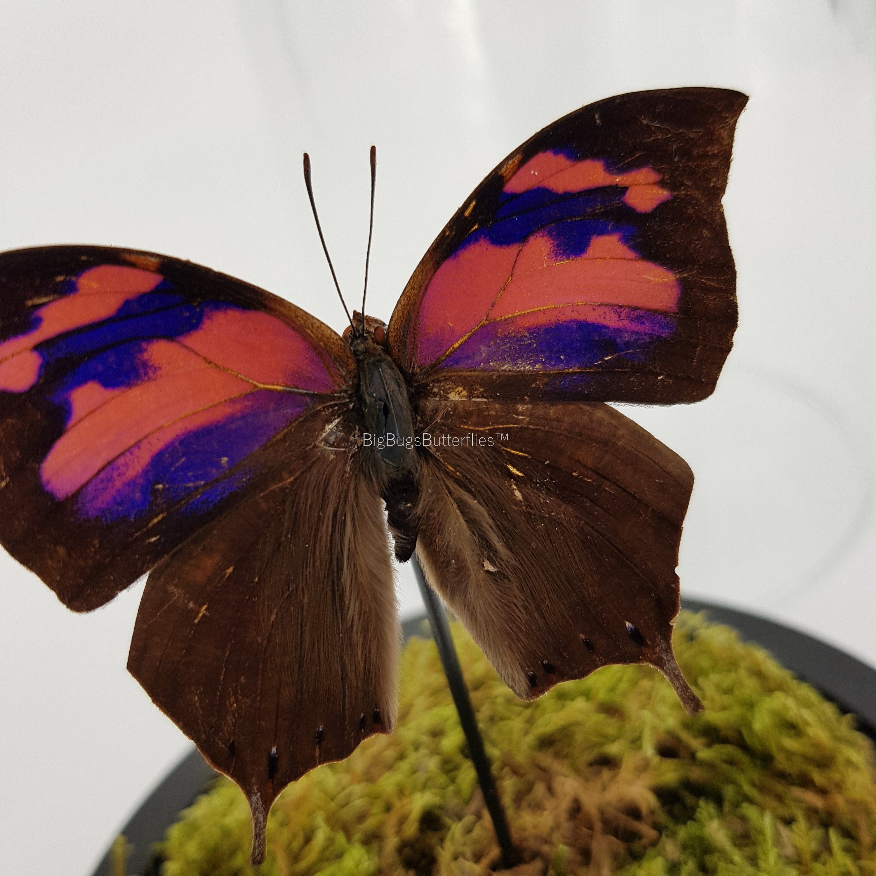 Real butterfly Anaea Nessus in nature dome