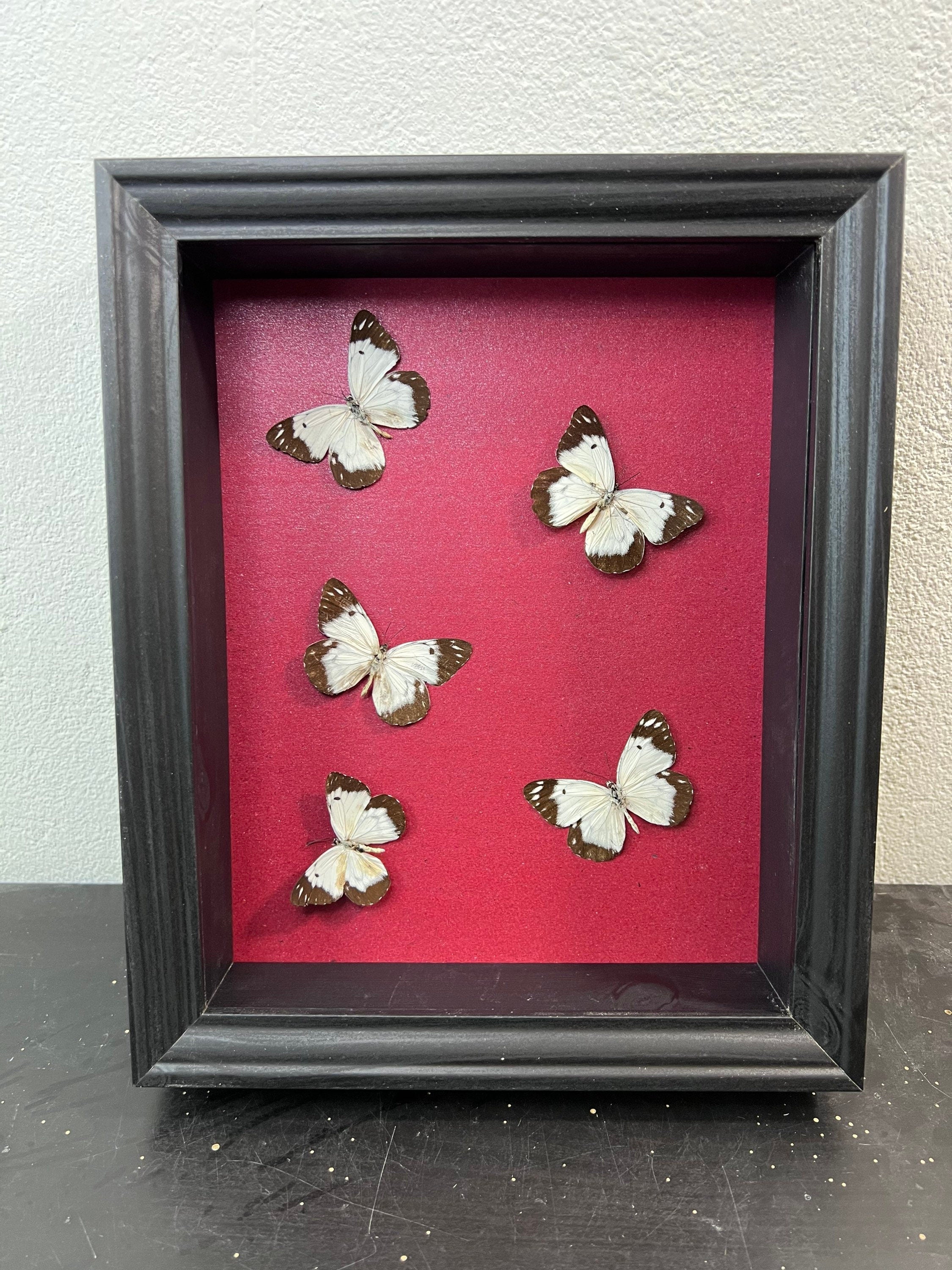 Schmetterlinge im Rahmen