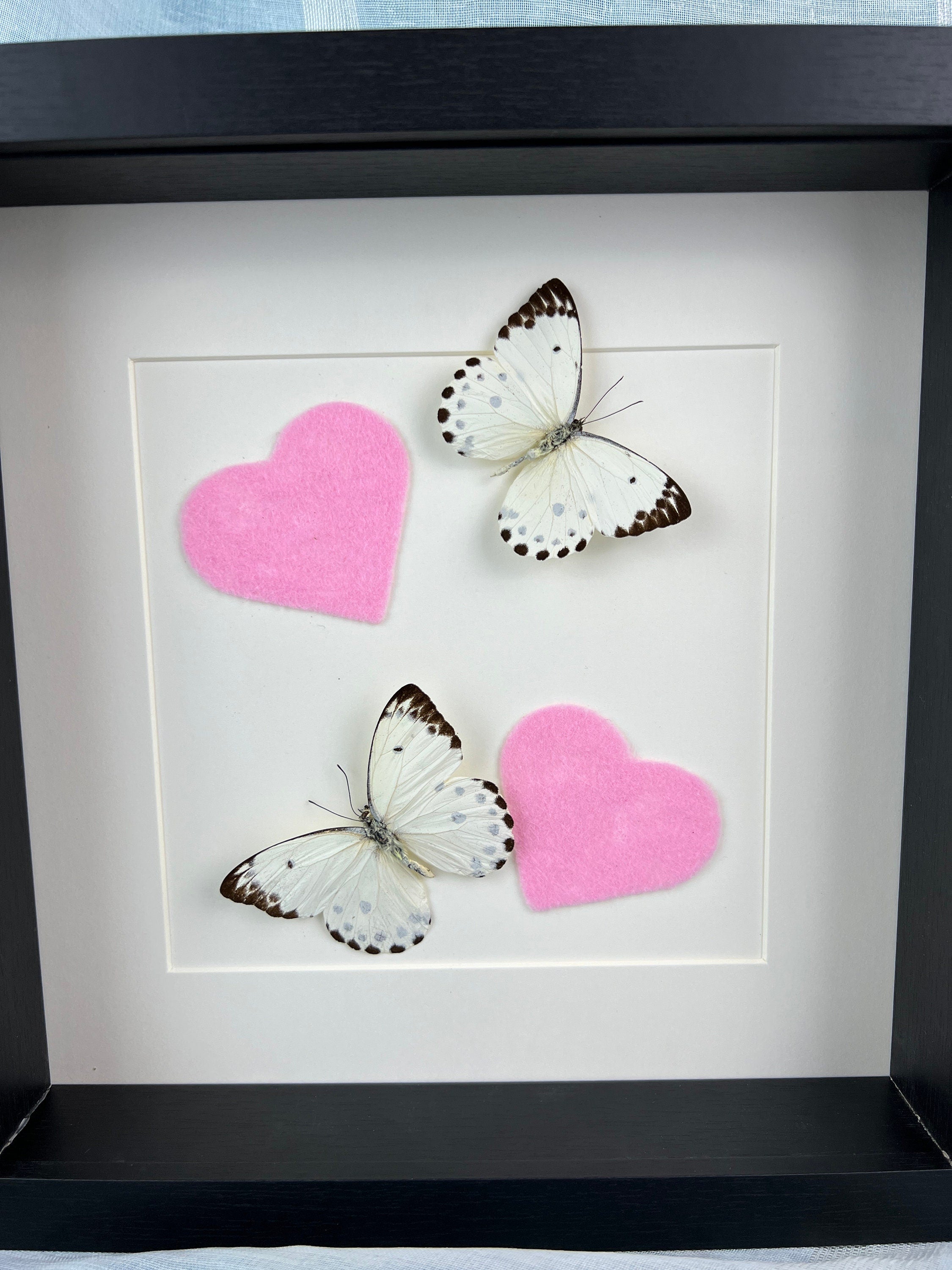 Belenois Calypso und rosa Filzherzen im Rahmen