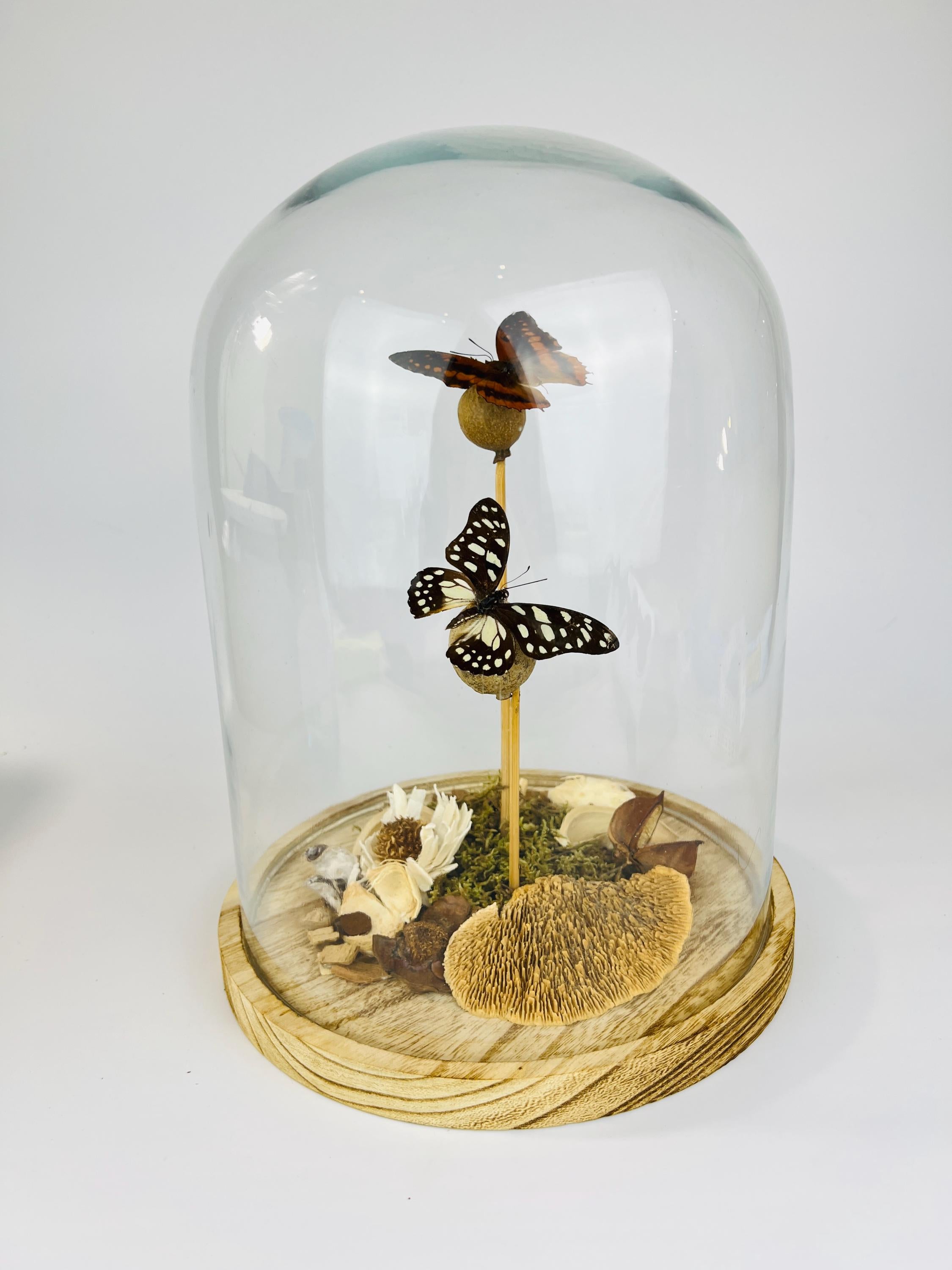 Charaxes and Graphium Leonidas in stolp