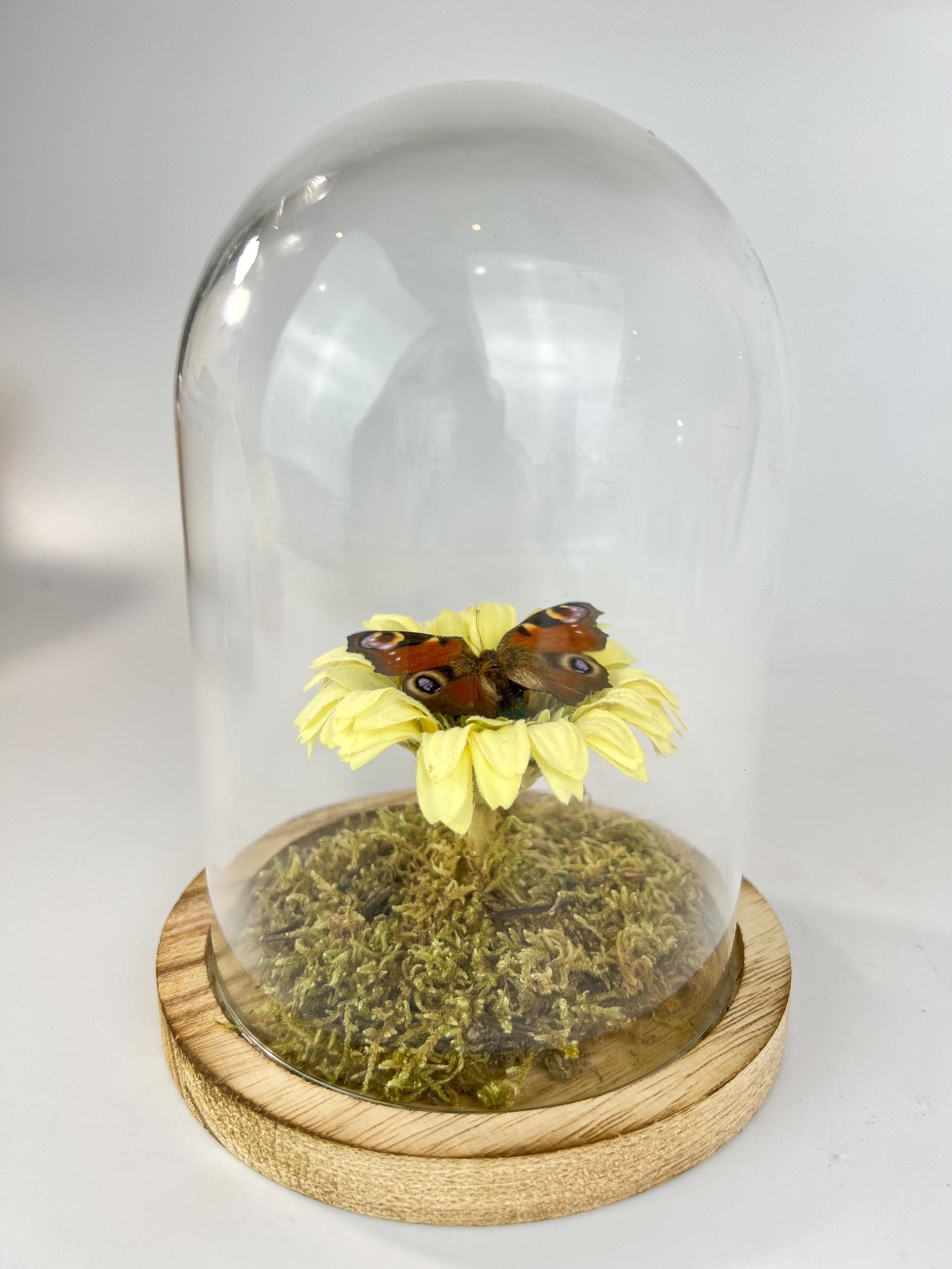 Echte vlinder | Aglais Io op een faux gele boem op echt mos in stolp (17x13cm)