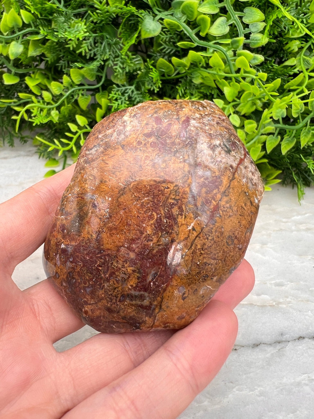 Rode palm fossiel half ruw half gepolijst by KEY LIME STORE