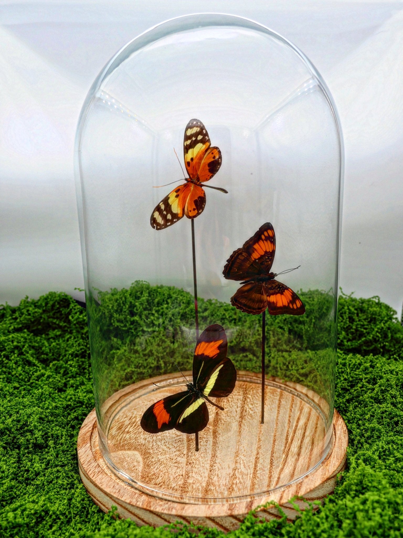 Melinaea, Adelpha und Heliconius in einer Glasglocke von KEY LIME STORE