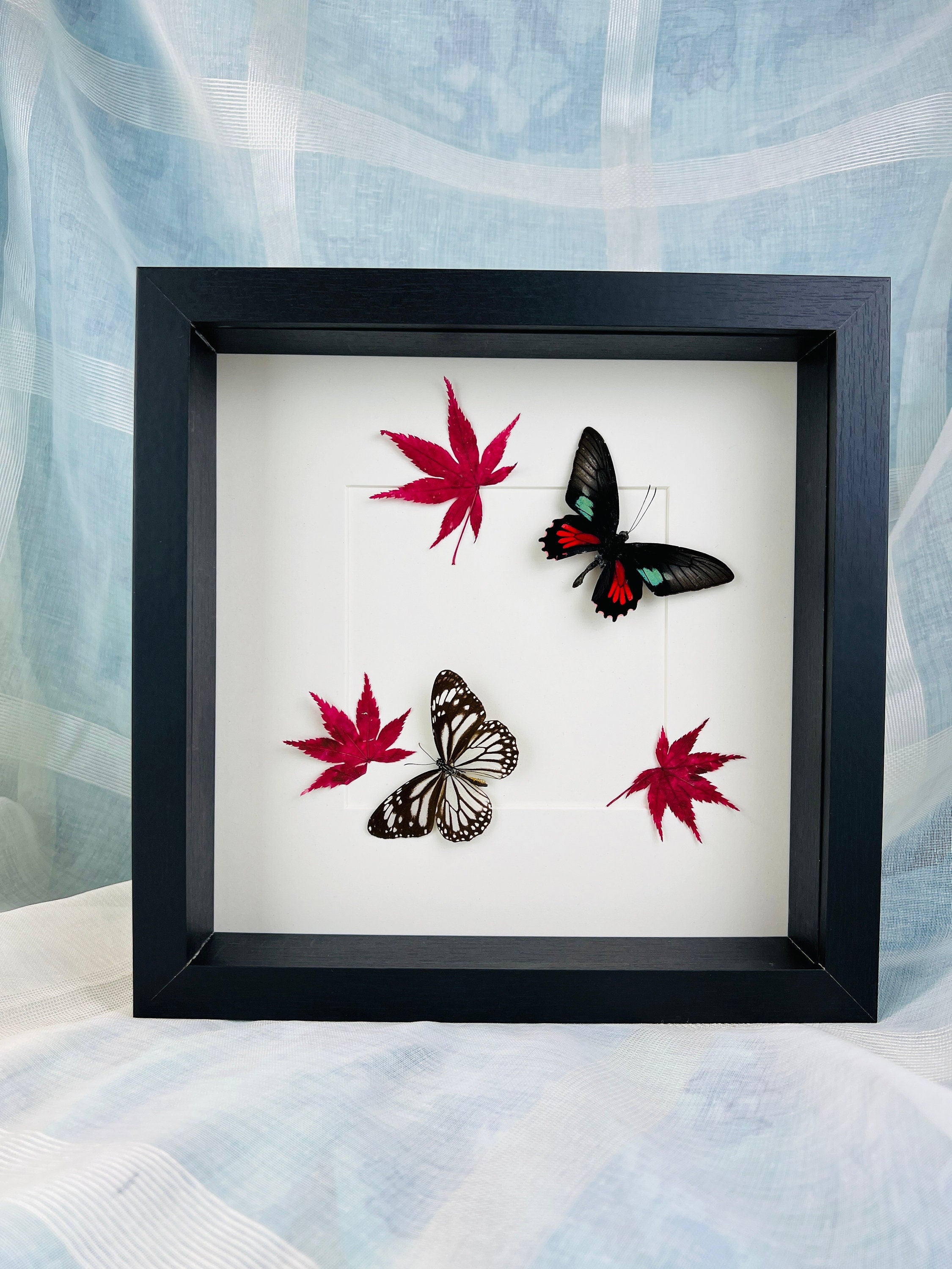 Parides Aeneas en Danaus Melanippus met Japanse esdoorn in lijst