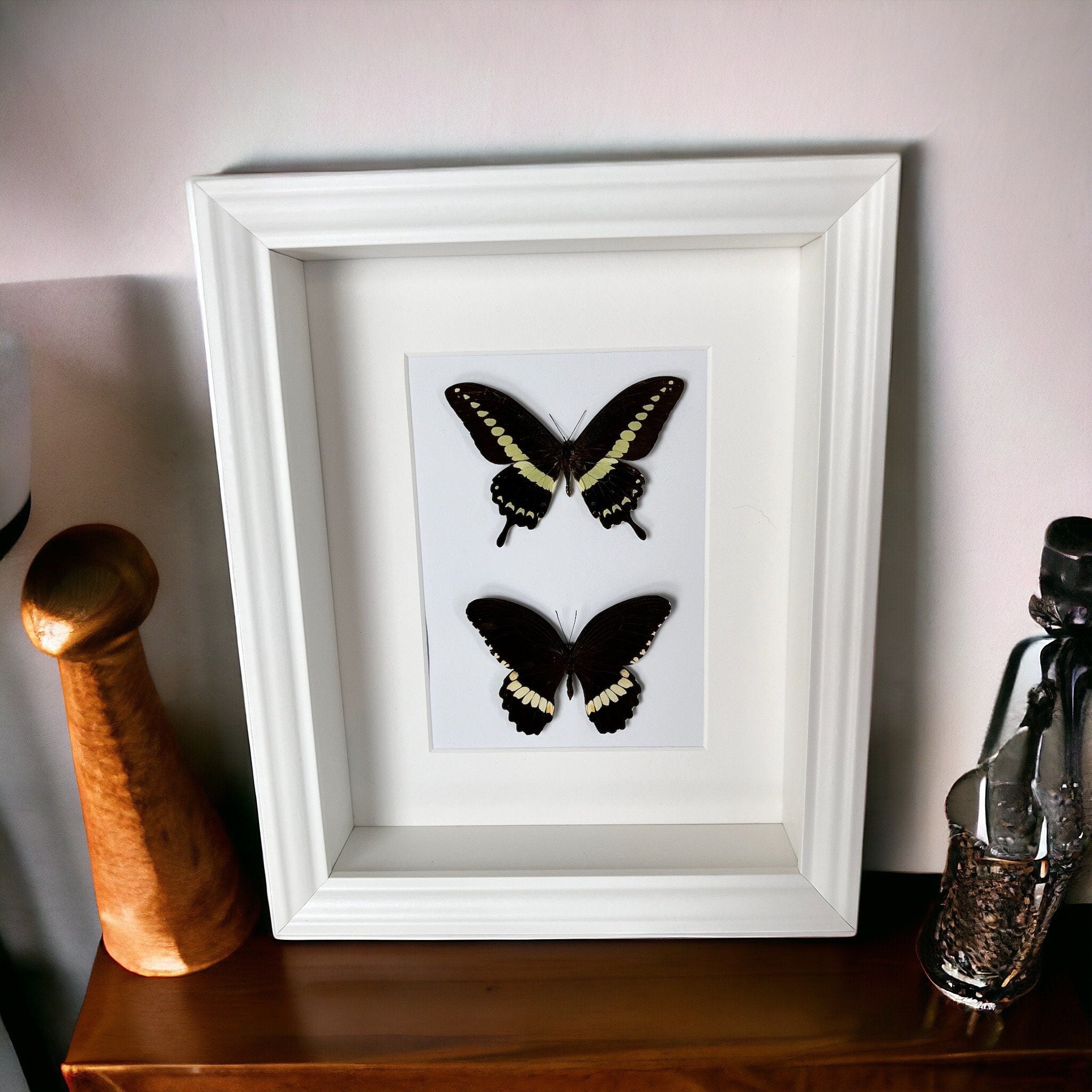 Papilio Demolion und Papilio Polytes Ledebouria in einem Rahmen von KEY LIME STORE