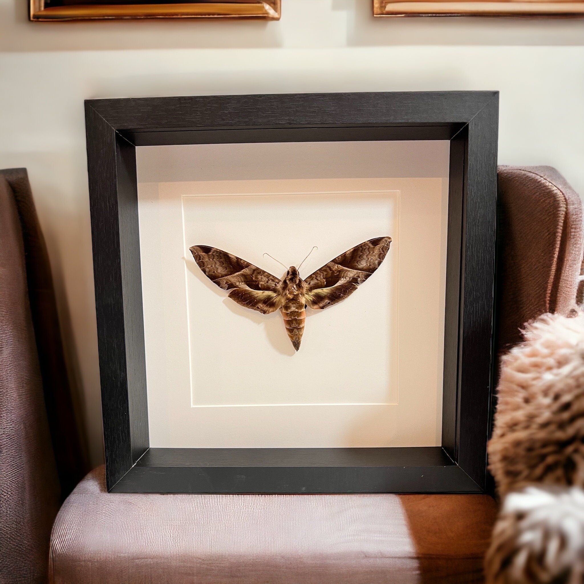 Eumorpha Triangulum mot in lijst