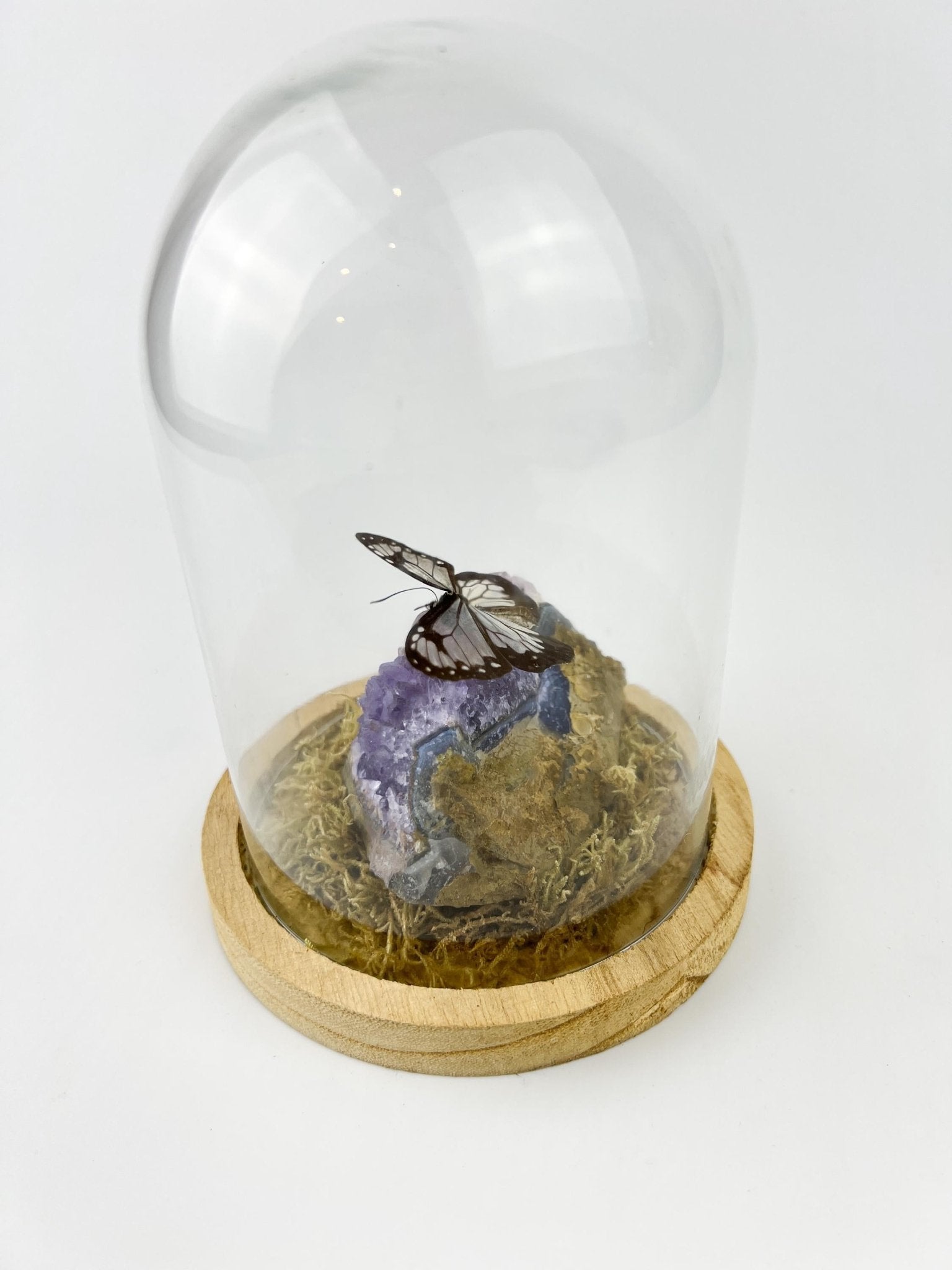 Parantica Vitrina auf Amethyst in einer Glasglocke von KEY LIME STORE