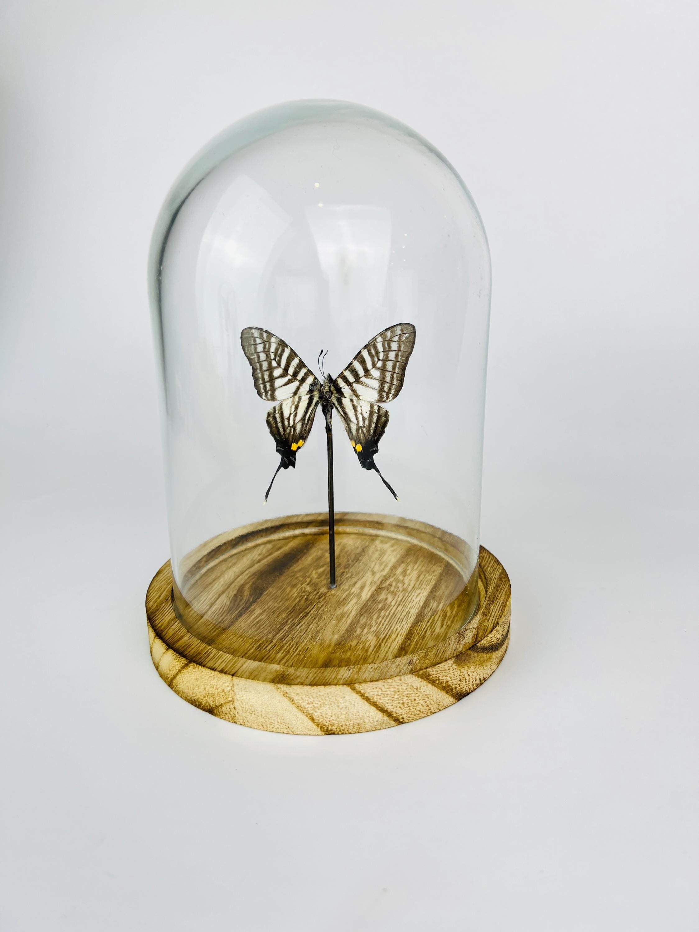 Graphium Pazala Eurous in a bell jar