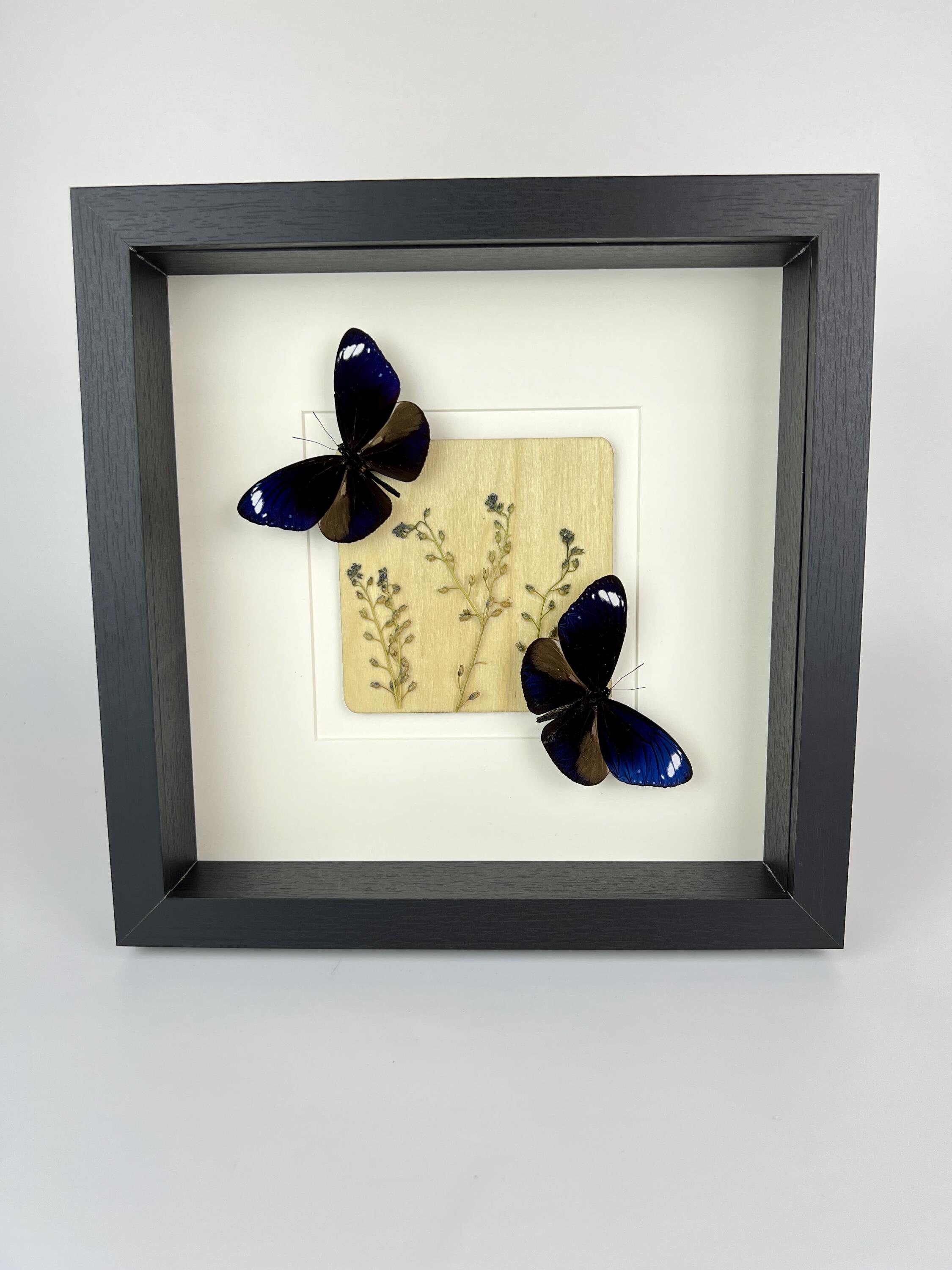 Euploea Mulciber met droogbloemen in lijst