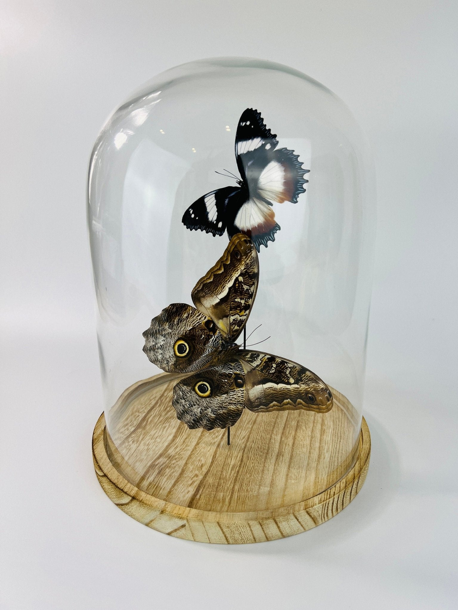 Hypolimnas Dexithea en Caligo in stolp by KEY LIME STORE