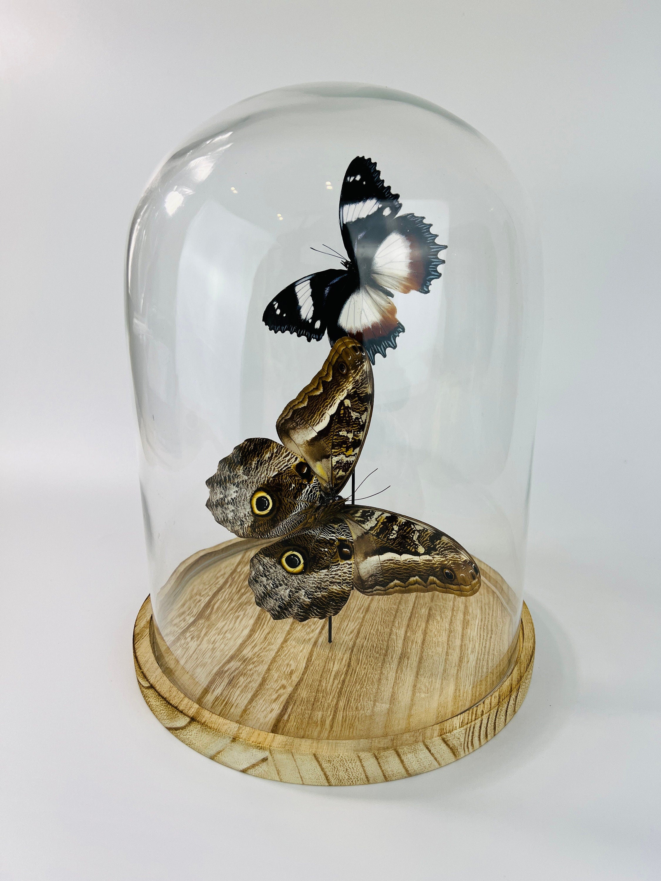 Hypolimnas Dexithea en Caligo in stolp