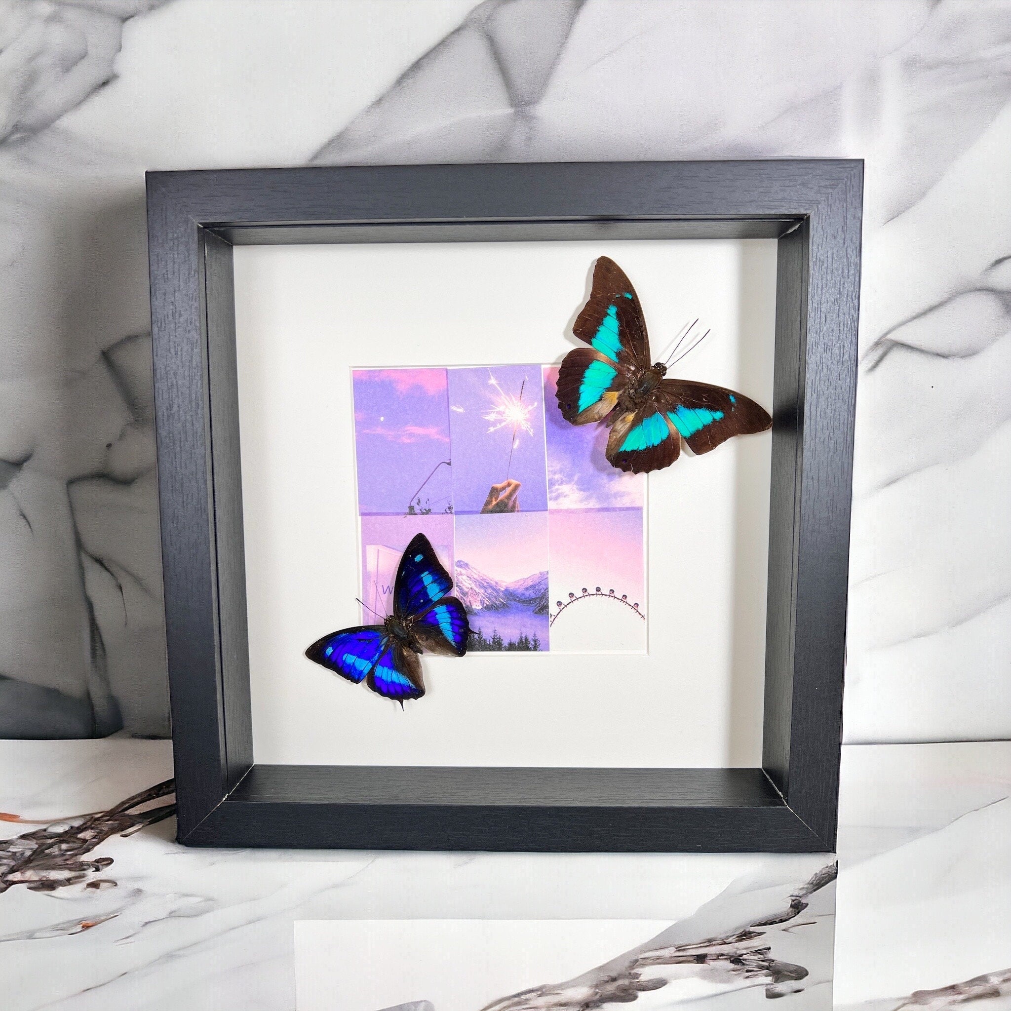 Archaeoprepona Demophon en Prepona Laertes op print in lijst