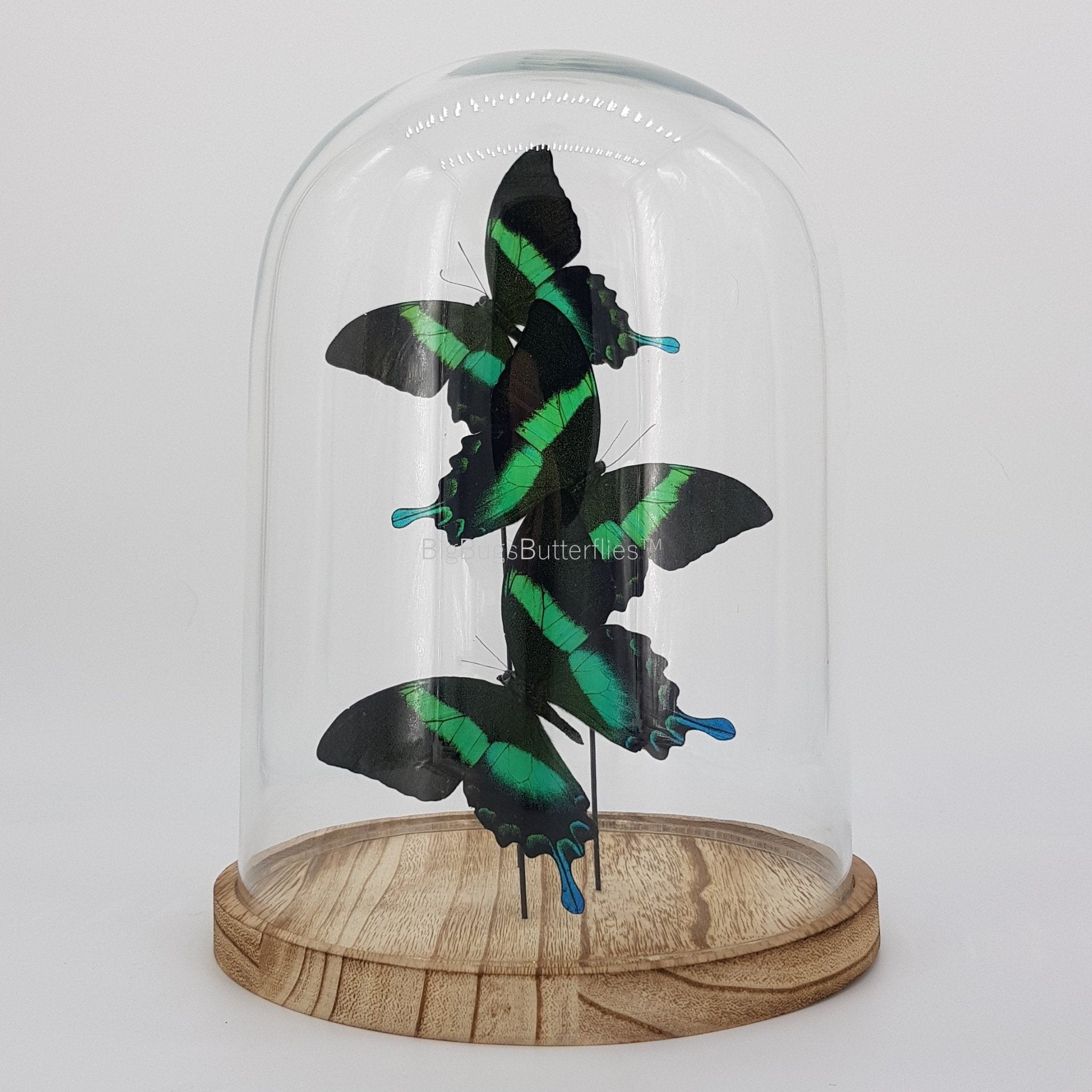 Papilio Blumei in einer Glasglocke von KEY LIME STORE