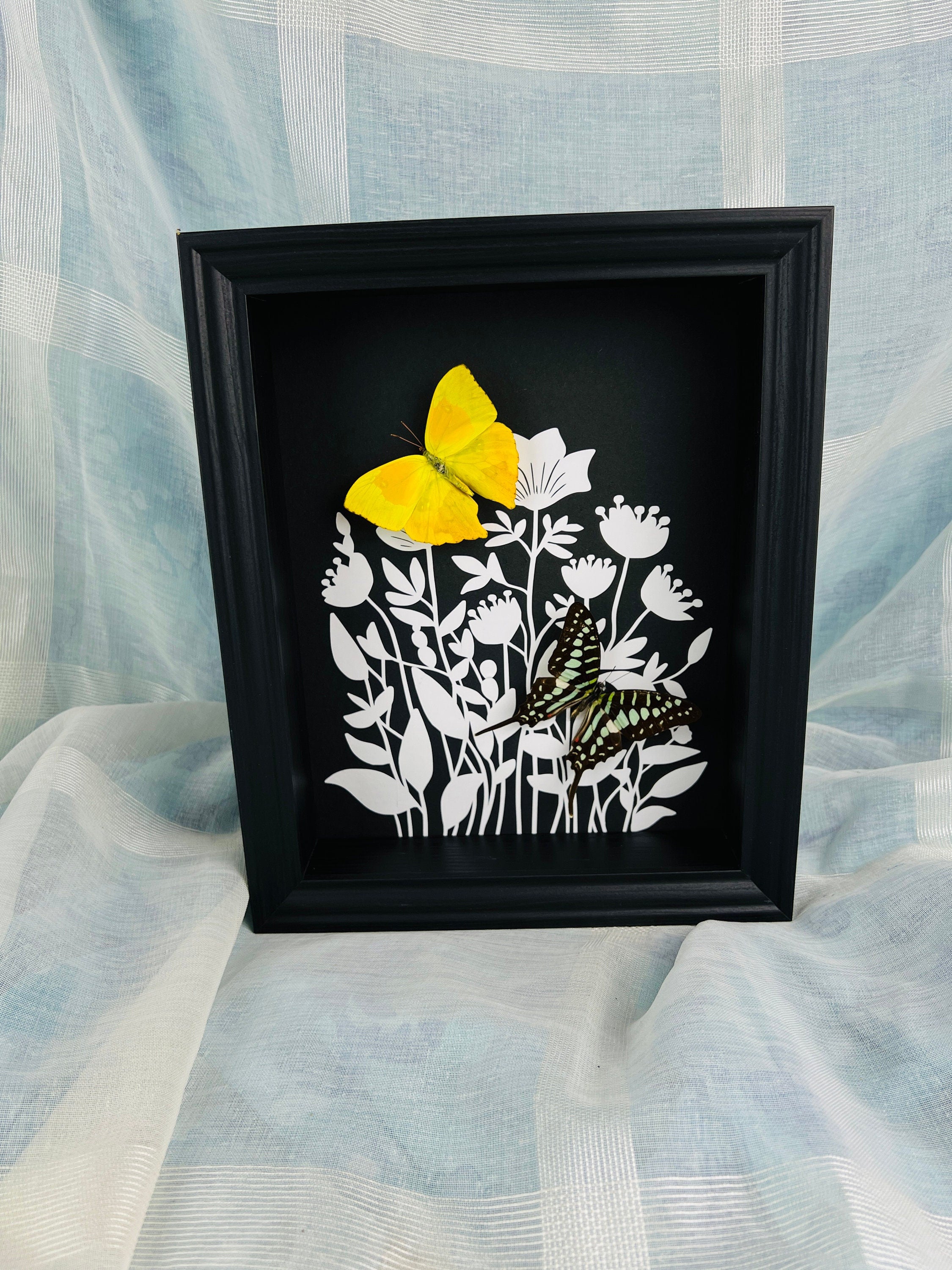 Phoebis Rurina en Graphium Antheus met print in lijst