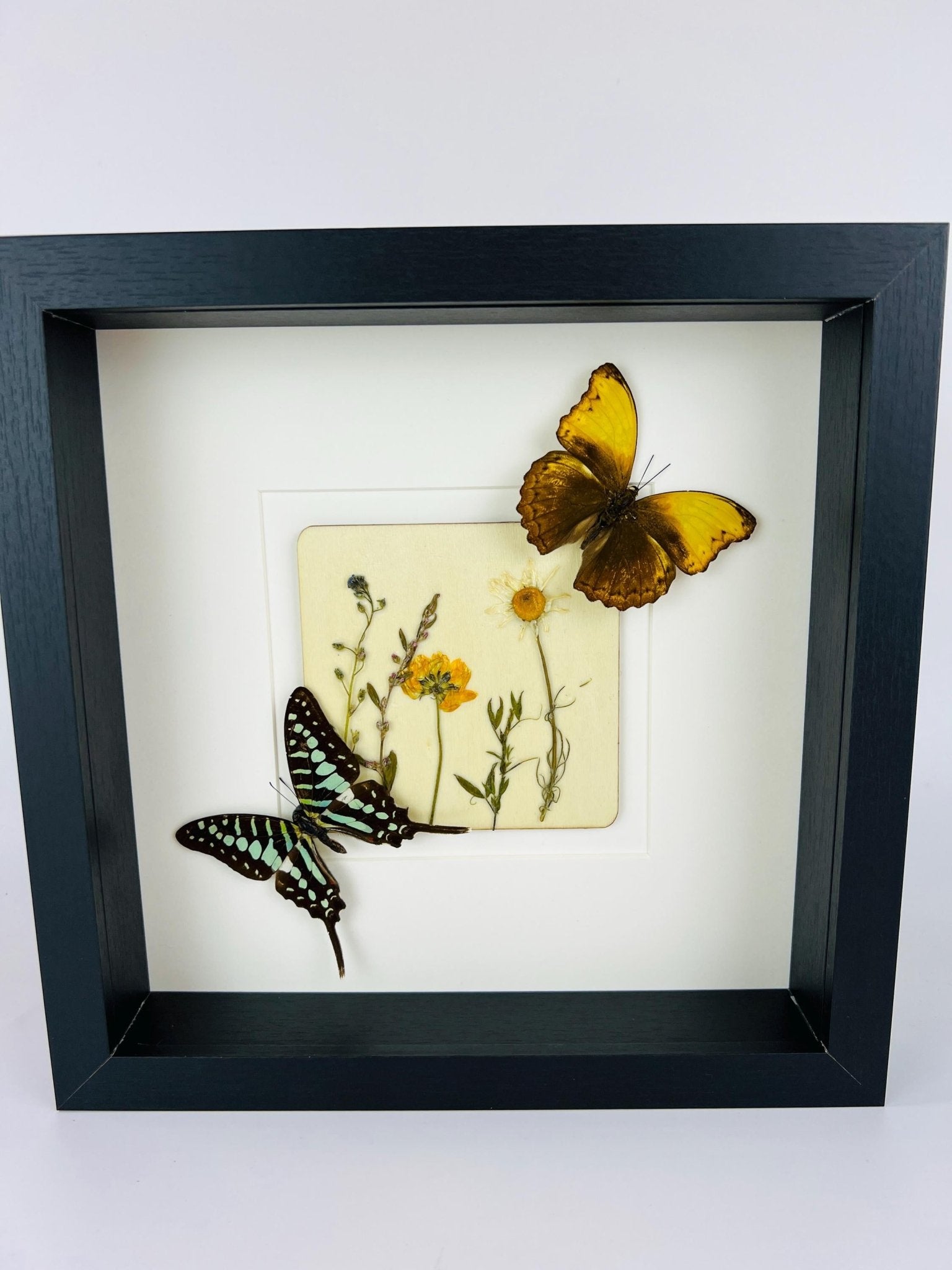 Graphium und Cymothoe Haynac mit Trockenblumen auf MDF in einem Rahmen von KEY LIME STORE