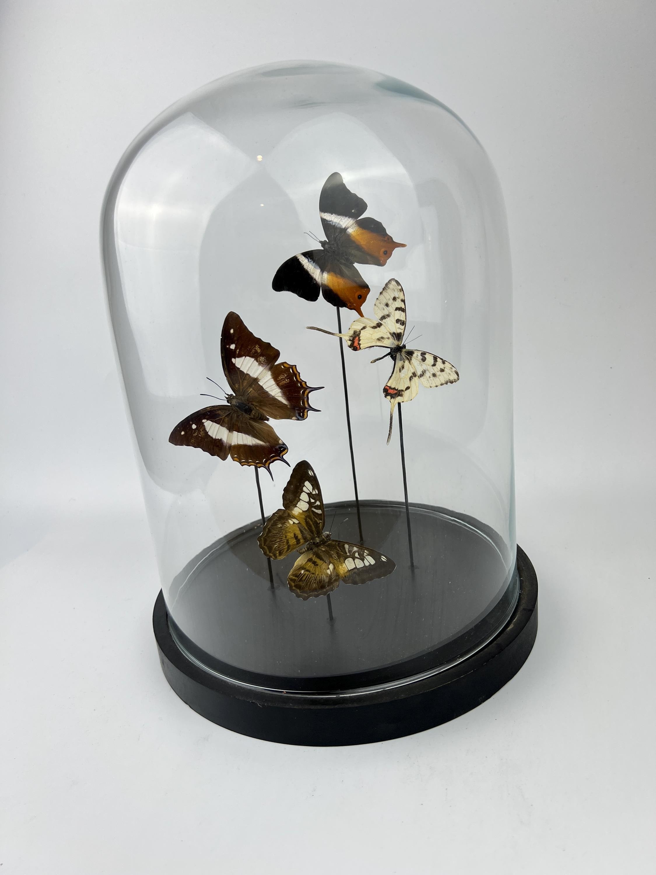 Mix vlinders in stolp