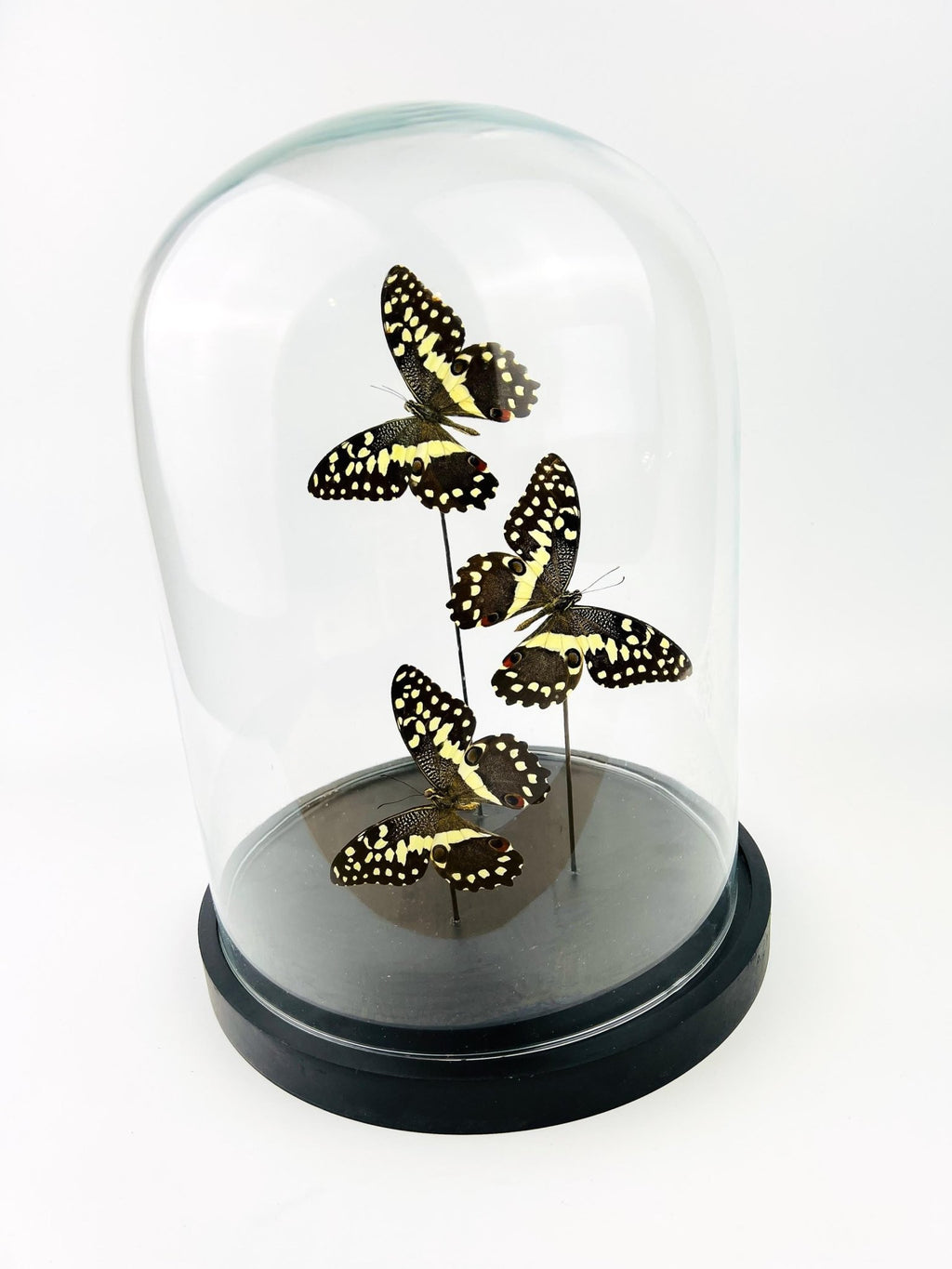 Papilio Demodocus in einer Glasglocke von KEY LIME STORE