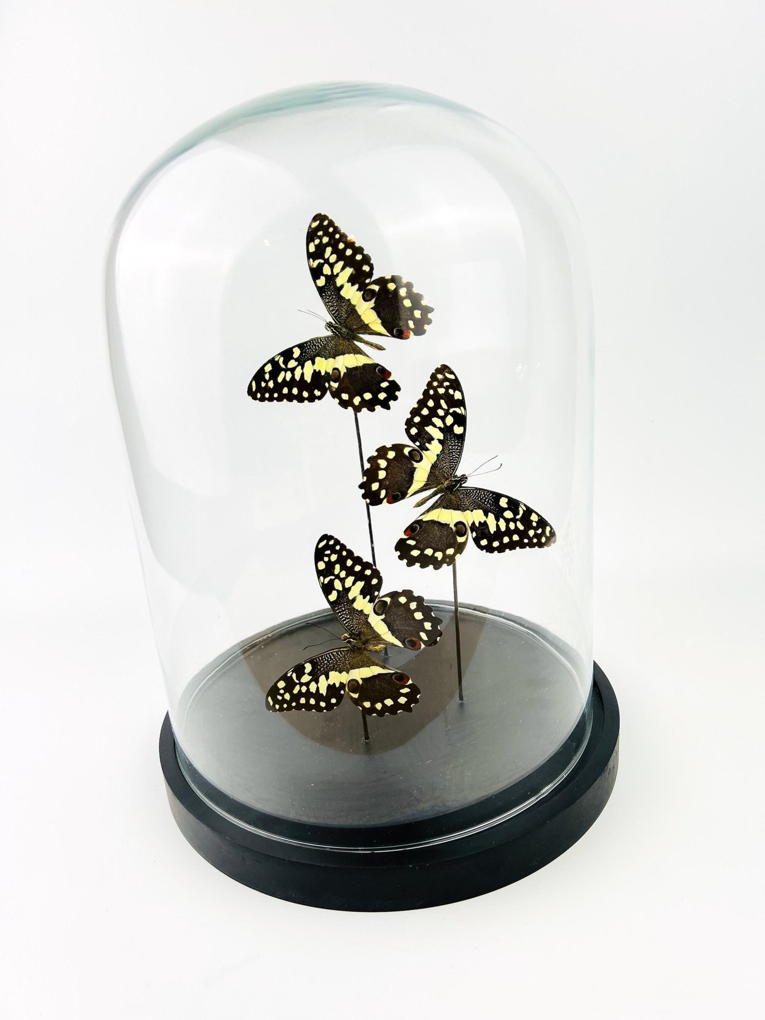 Papilio Demodocus in einer Glasglocke von KEY LIME STORE