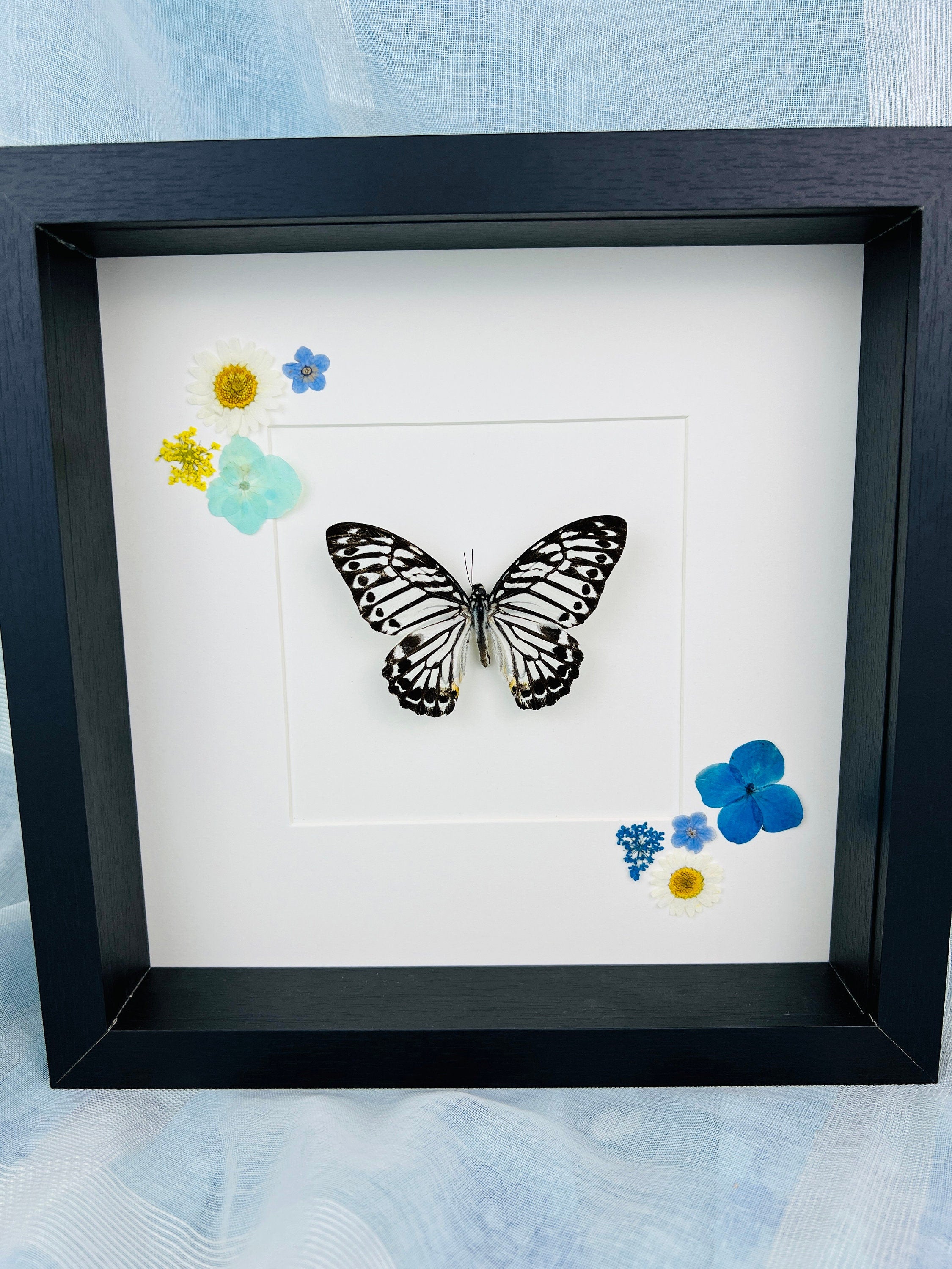 Echte vlinder | Graphium Delesserti en droogbloemen in lijst (25x25cm)