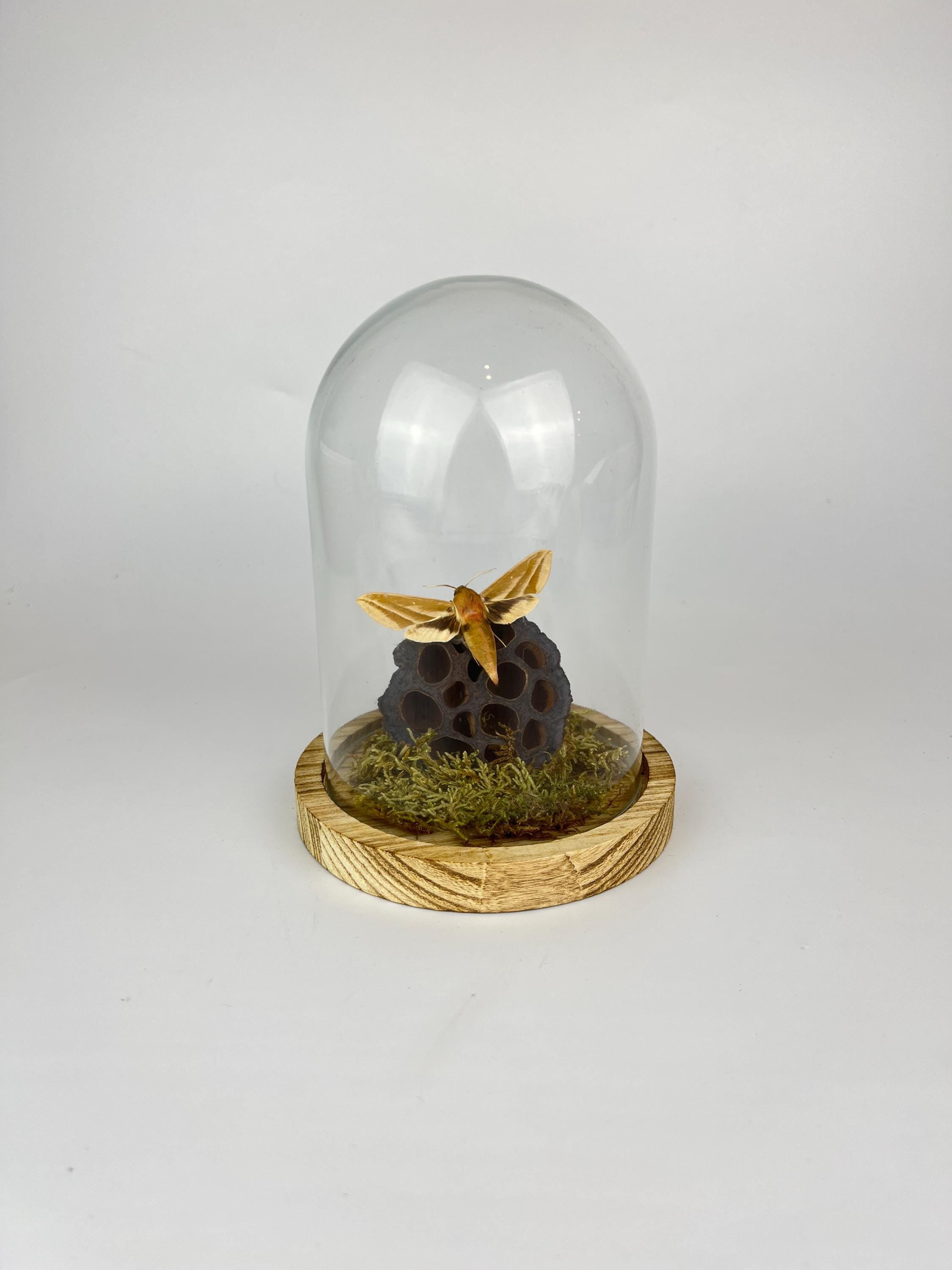 Echte vlinder | Hyles Mot met mos en lotusbloem in stolp (17x13cm)