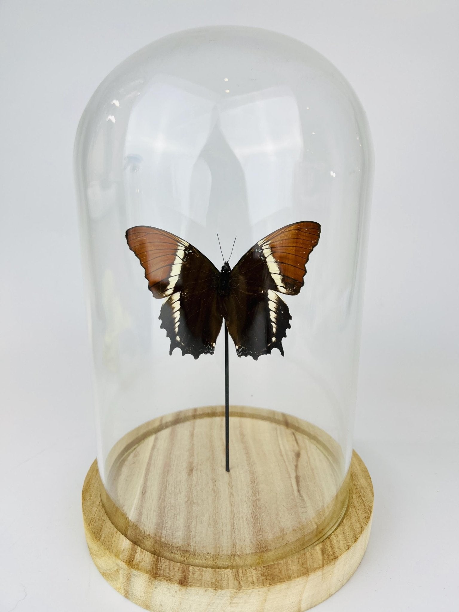 Siproeta Epaphus in stolp by KEY LIME STORE