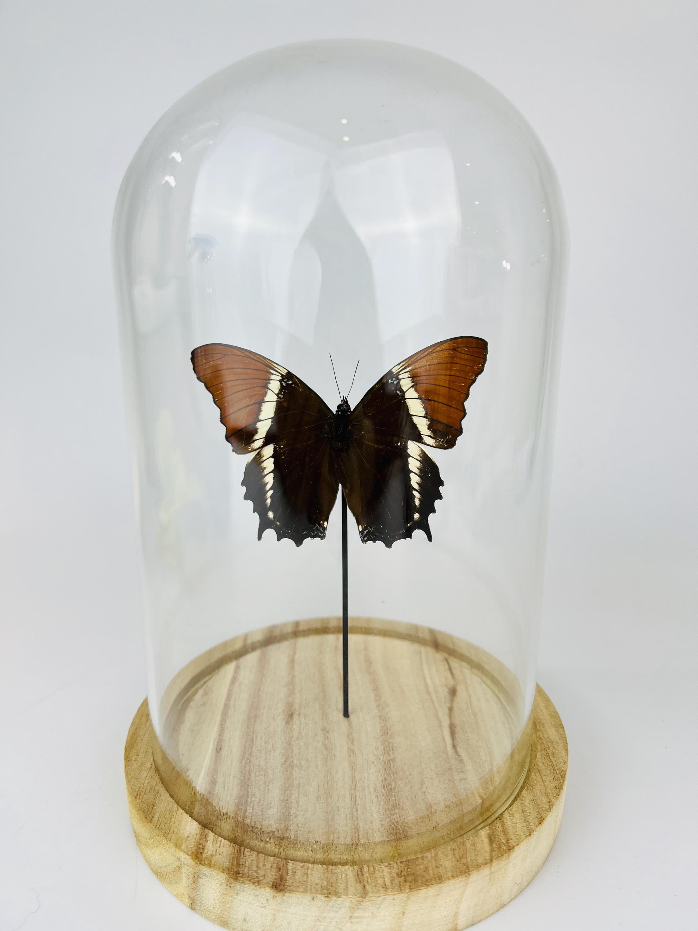 Siproeta Epaphus in stolp