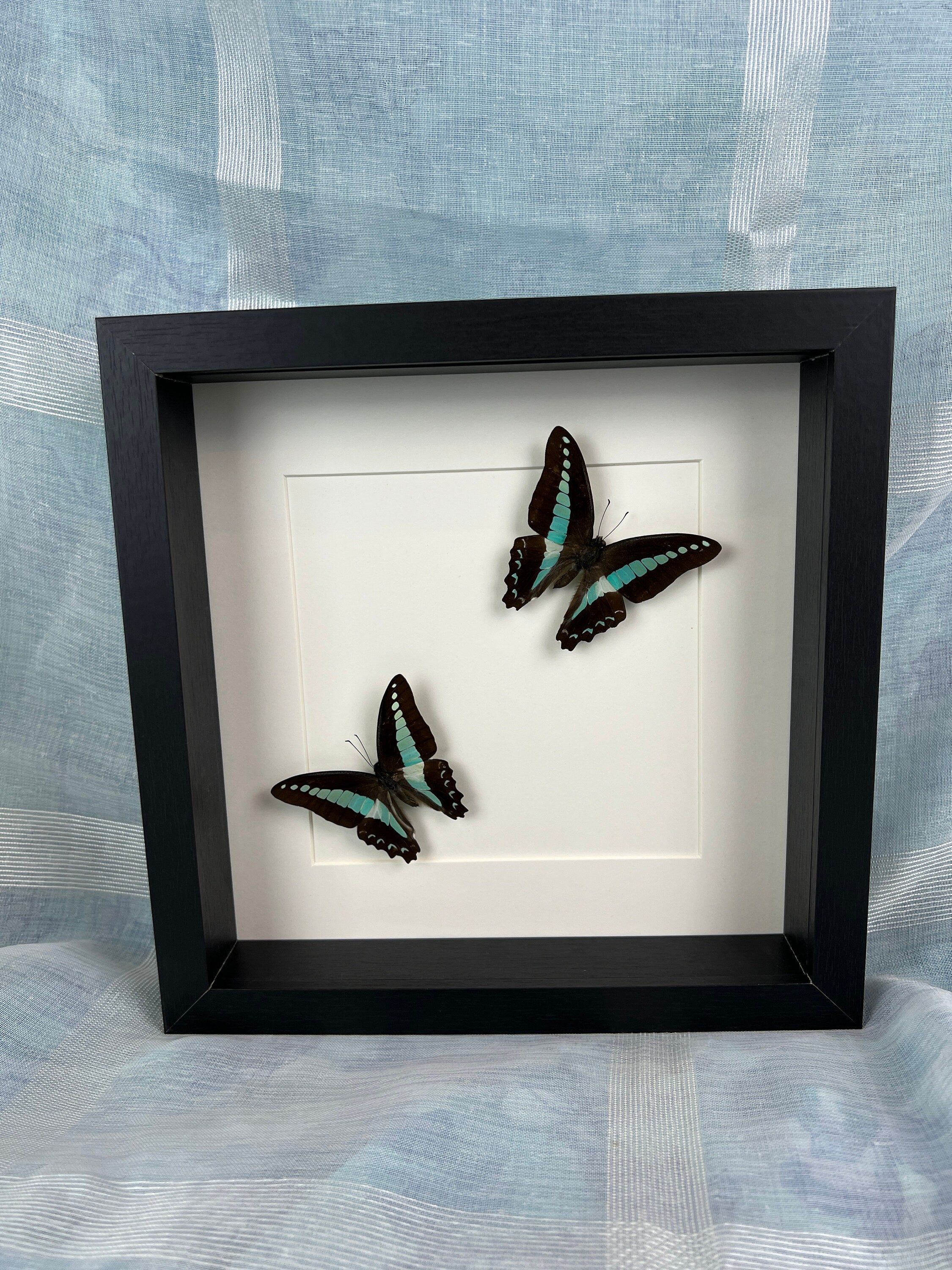 Echte vlinder Graphium Sarpedon in lijst 25x25cm