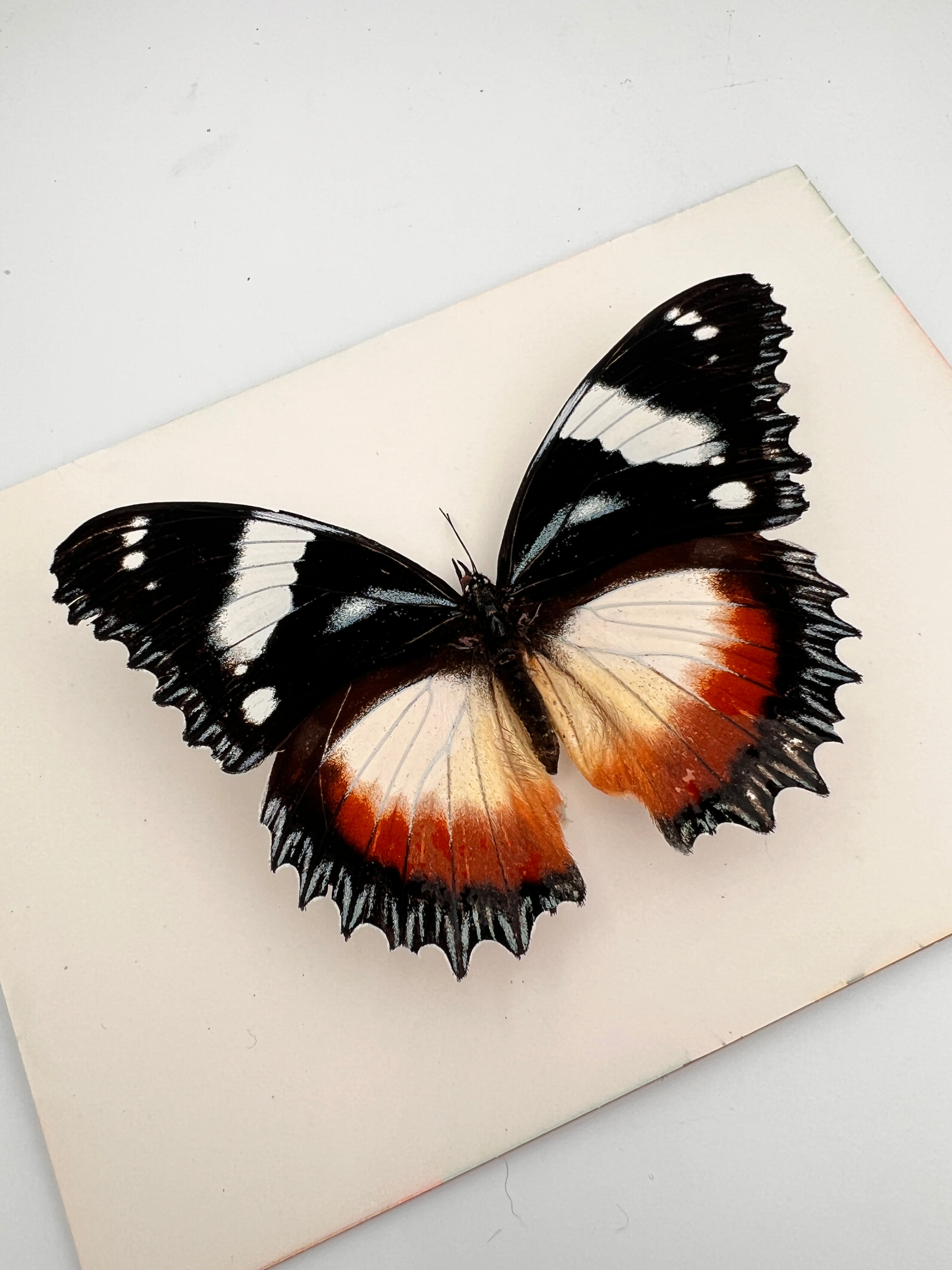 Hypolimnas Dexithea in lijst