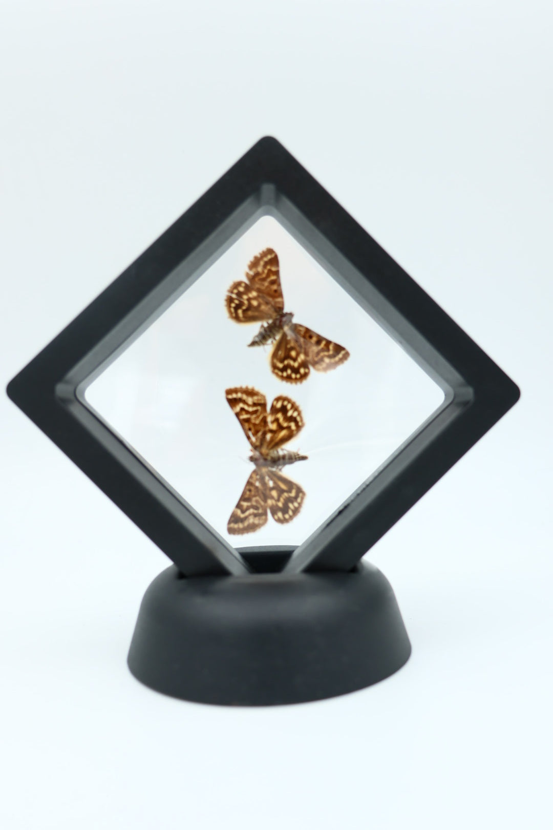 Echte vlinders - Euclidia Mi