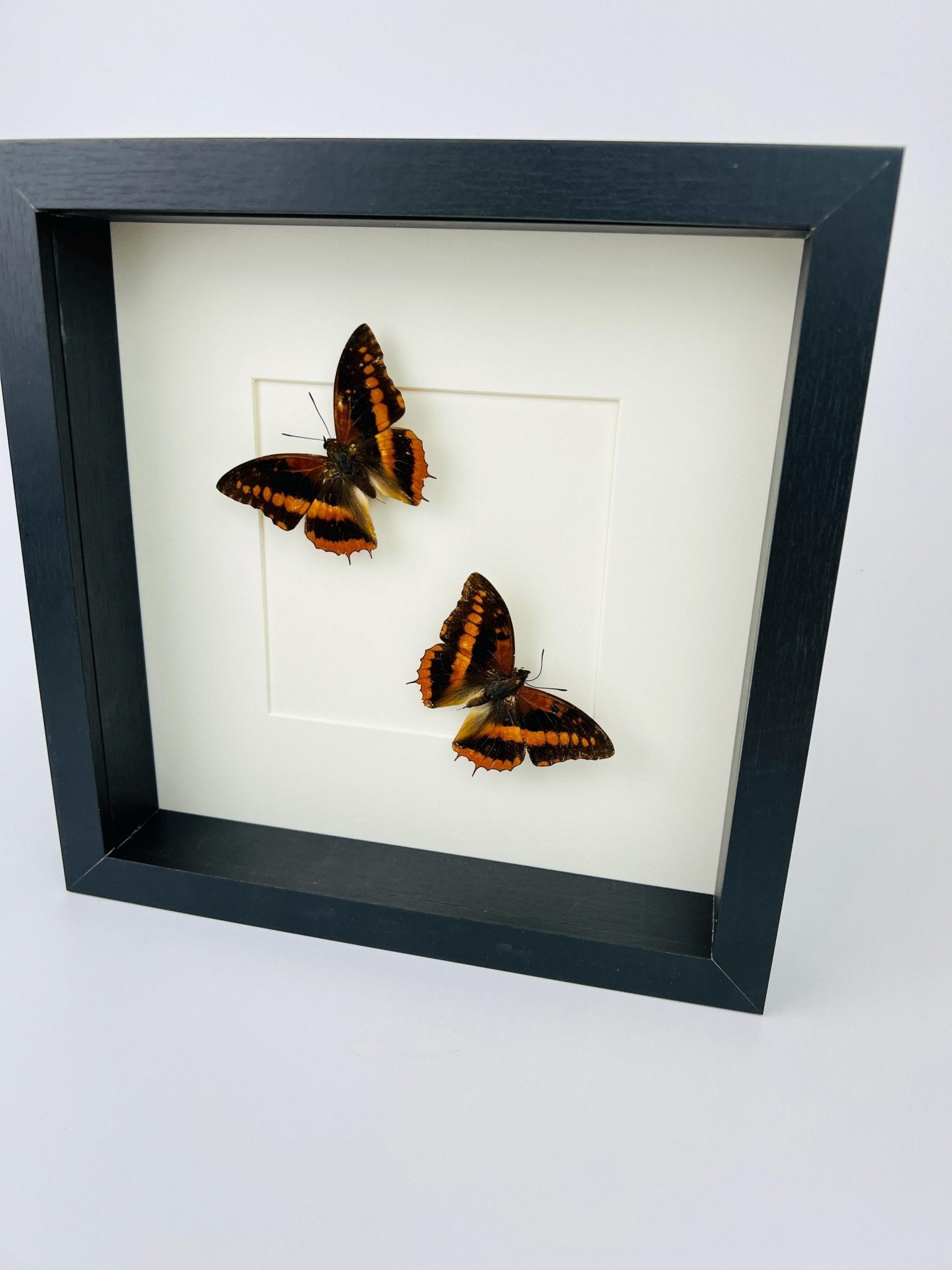 Charaxes Lucretia in einem Rahmen von KEY LIME STORE