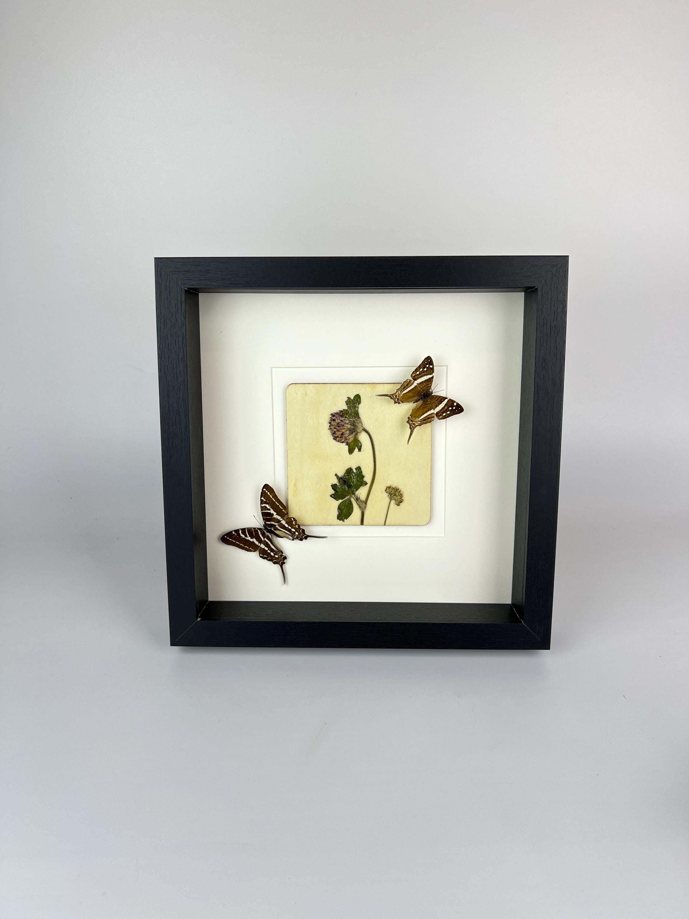 Marpesia Crethon und Graphium Aristeus mit Trockenblumen in einem Rahmen