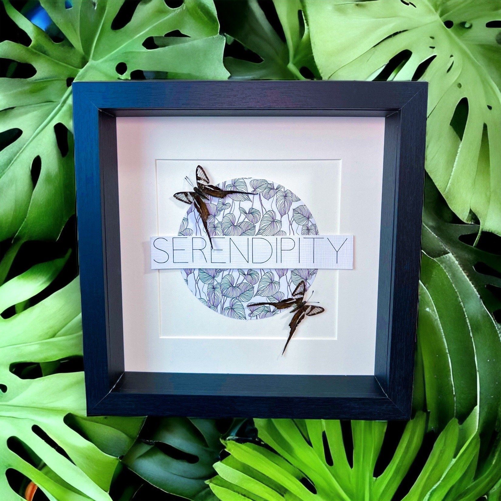 Lamproptera Meges im Rahmen