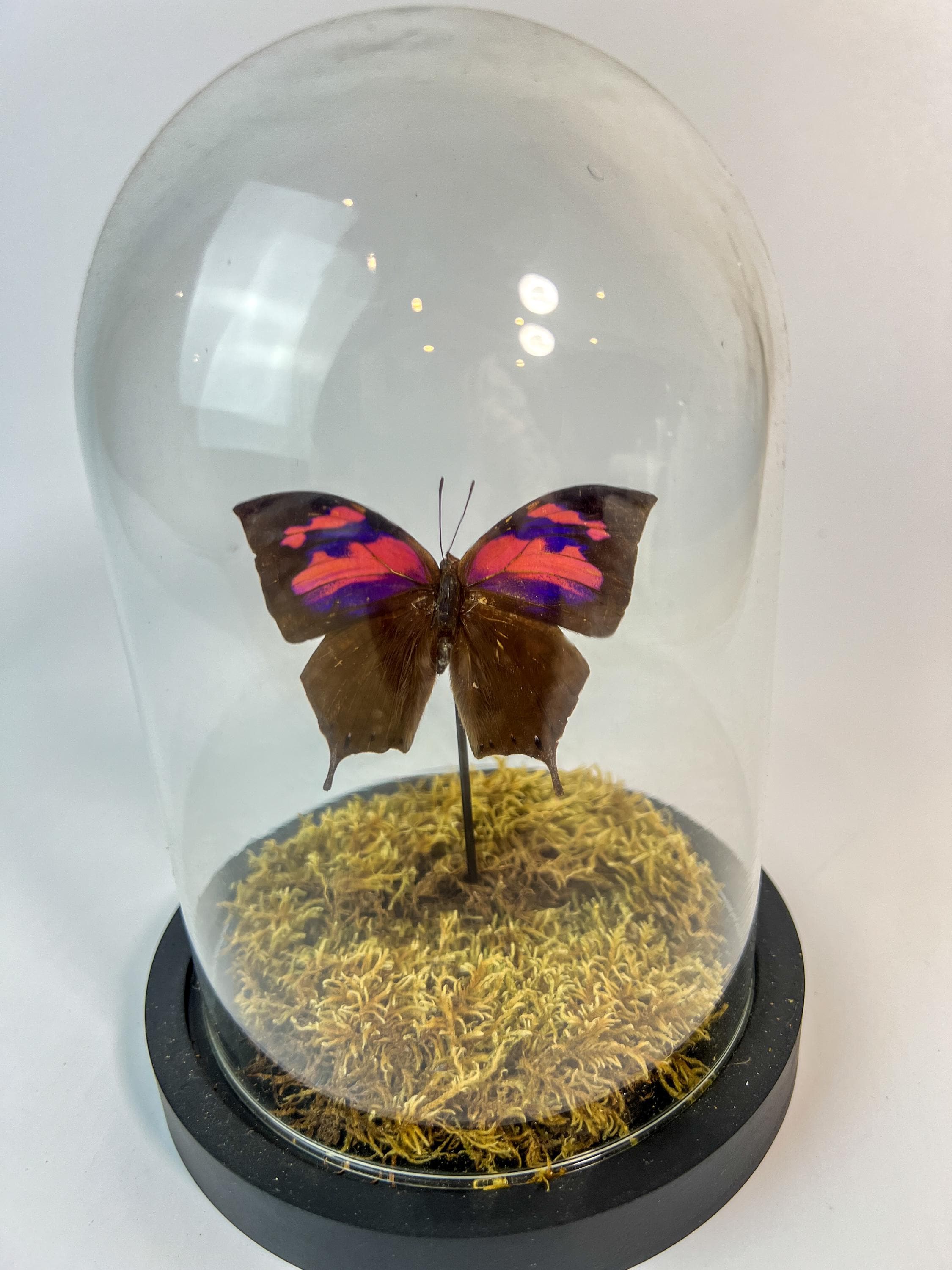 Anaea Nessus in einer Glasglocke