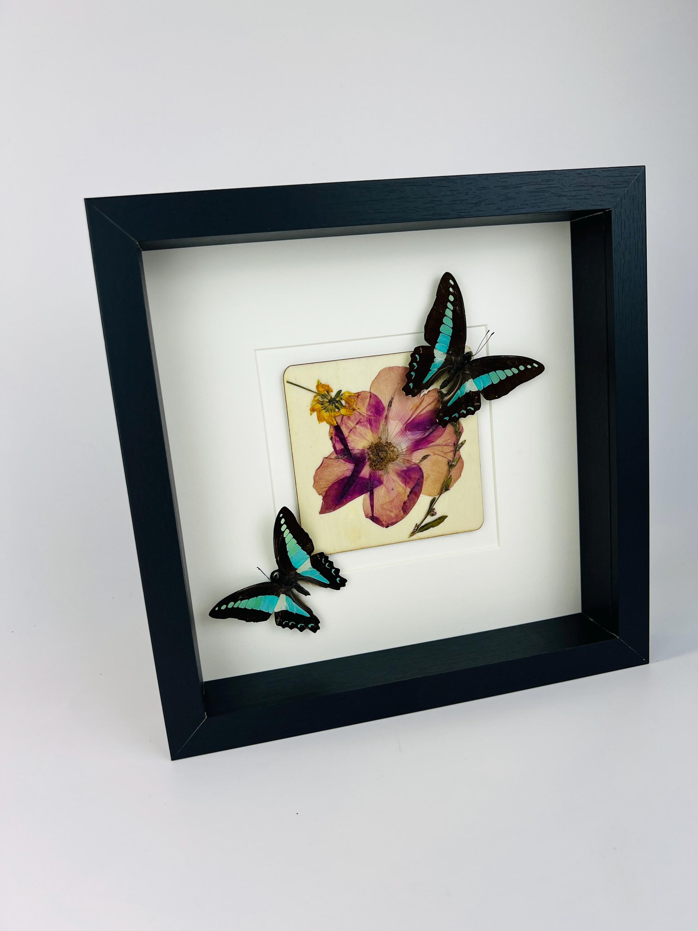 Graphium Sarpedon mit Trockenblumen auf MDF in einem Rahmen