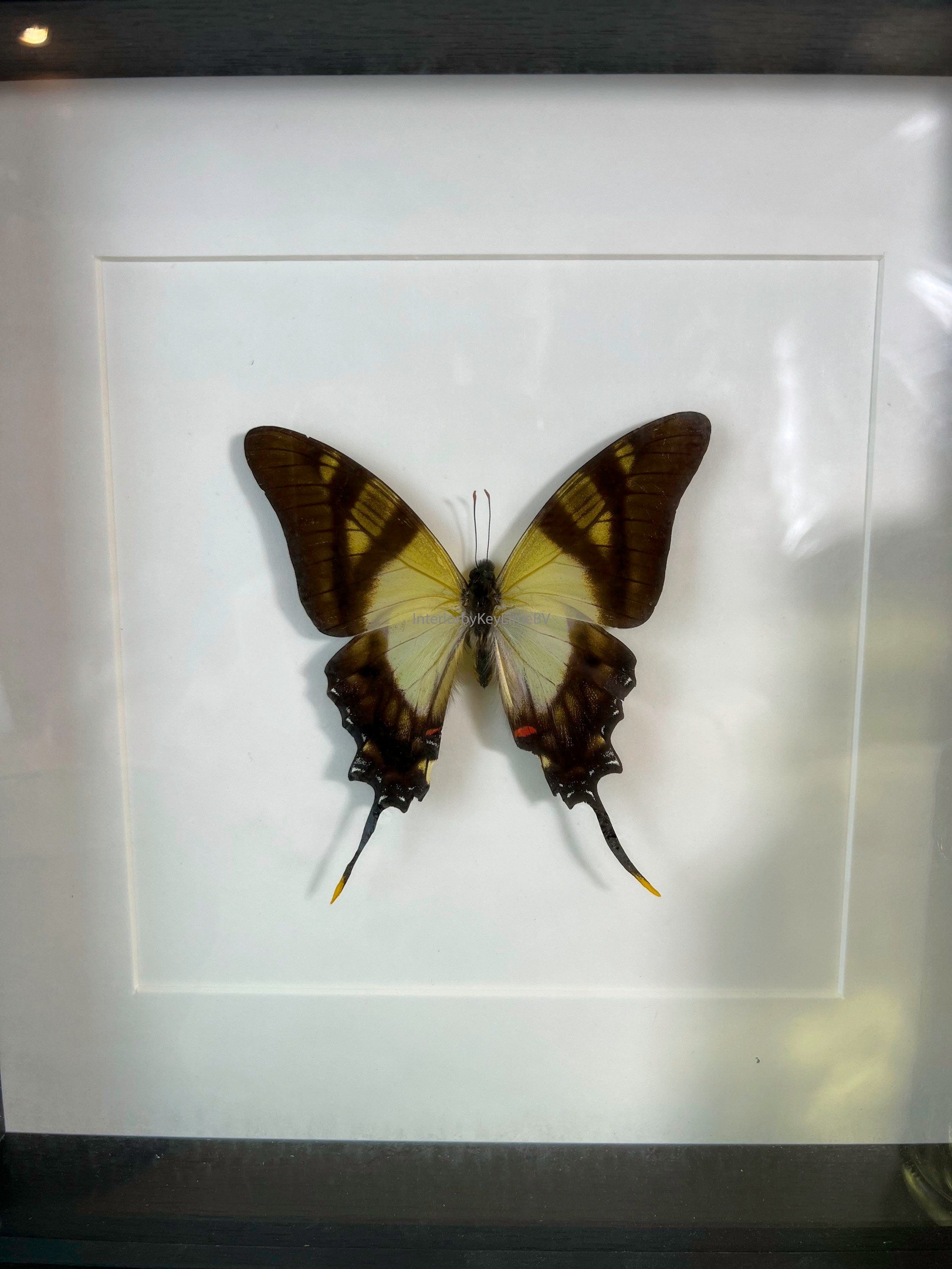 Eurytides Serville in lijst