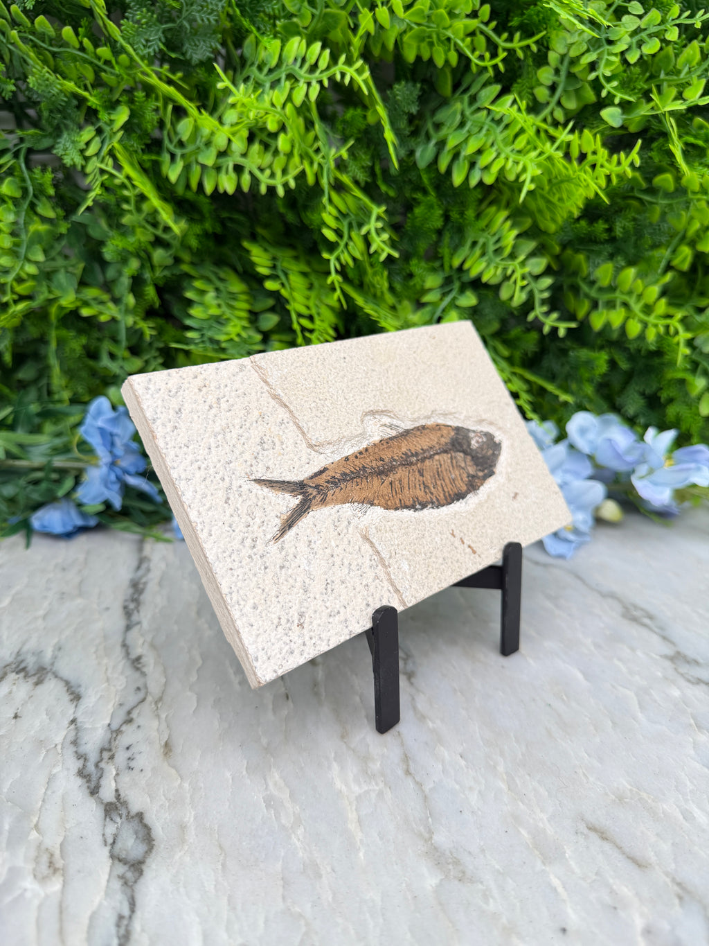 a fossilized fish displayed on a white tile, surrounded by lush green foliage and blue flowers.