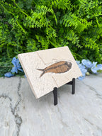 a fossilized fish displayed on a white tile, surrounded by lush green foliage and blue flowers.