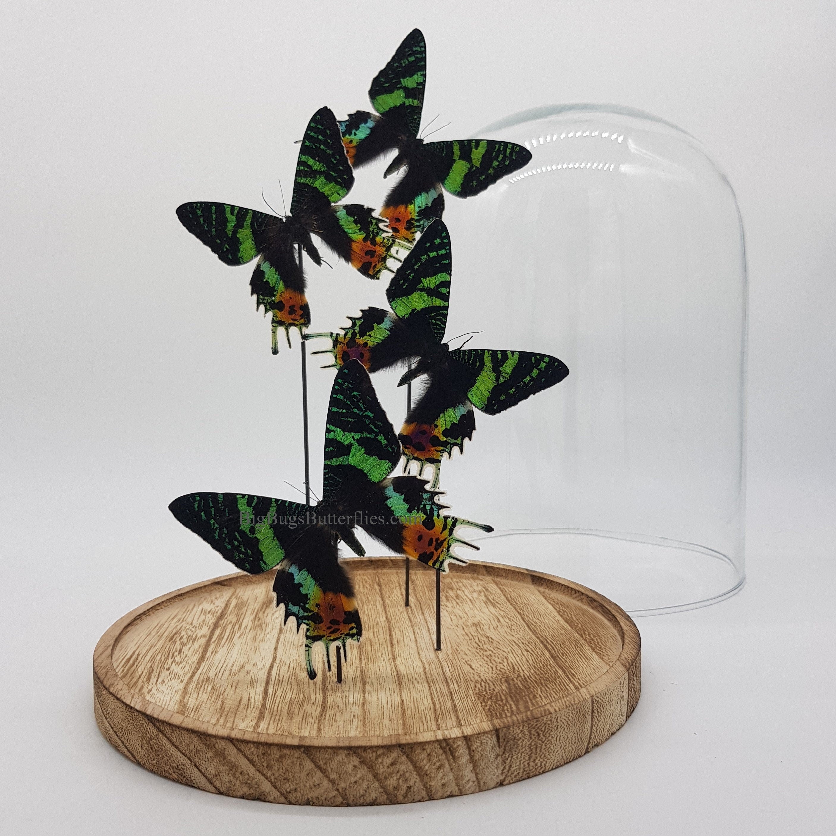 Echte vlinders | Urania Ripheus in stolp (31x23cm)