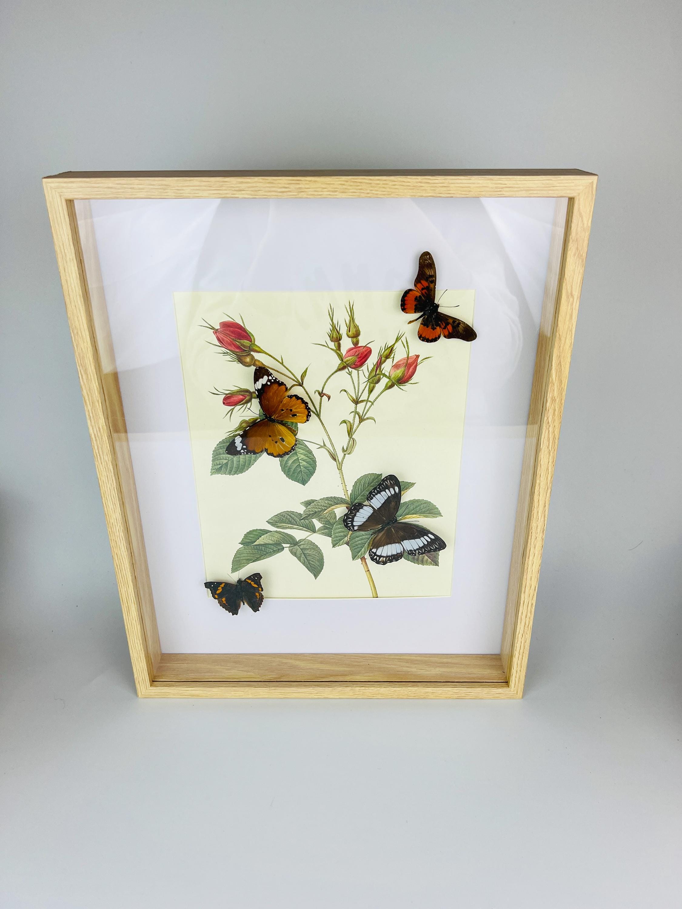 Echte Schmetterlinge auf botanischem Druck, gerahmt