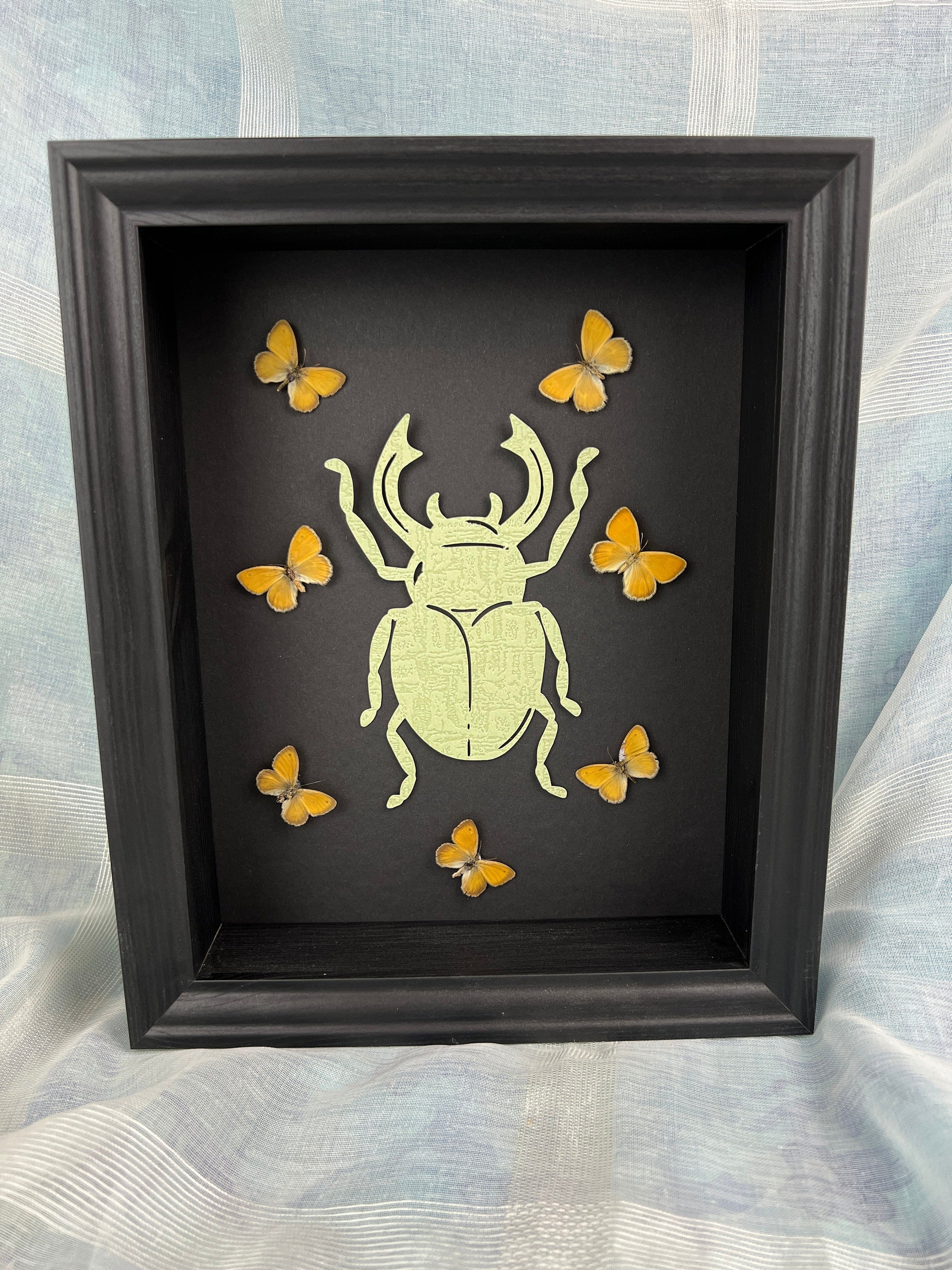 Butterfly Taxidermy Art with Intriguing Paper Beetle - Home Decor