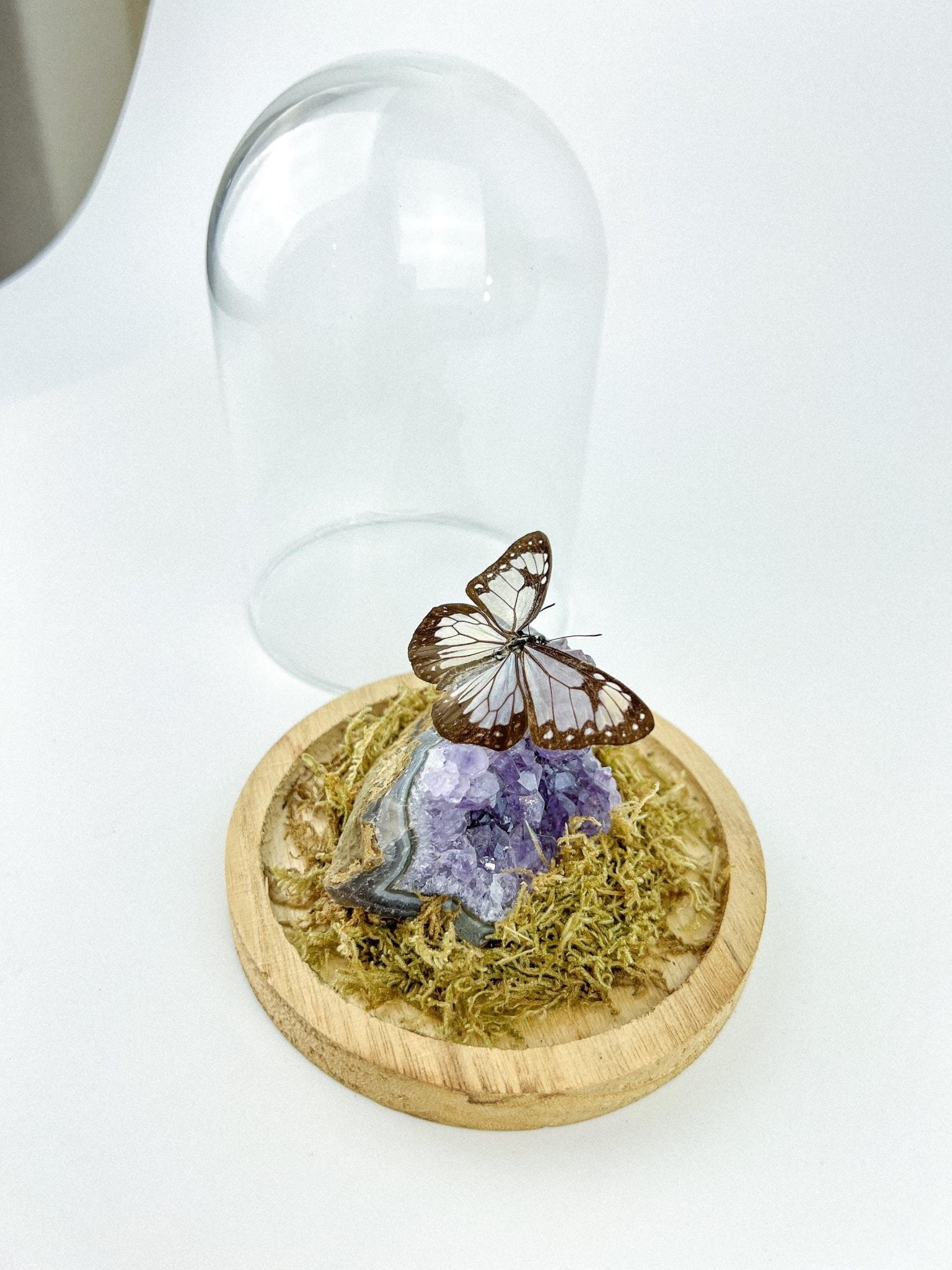 Parantica Vitrina auf Amethyst in einer Glasglocke von KEY LIME STORE