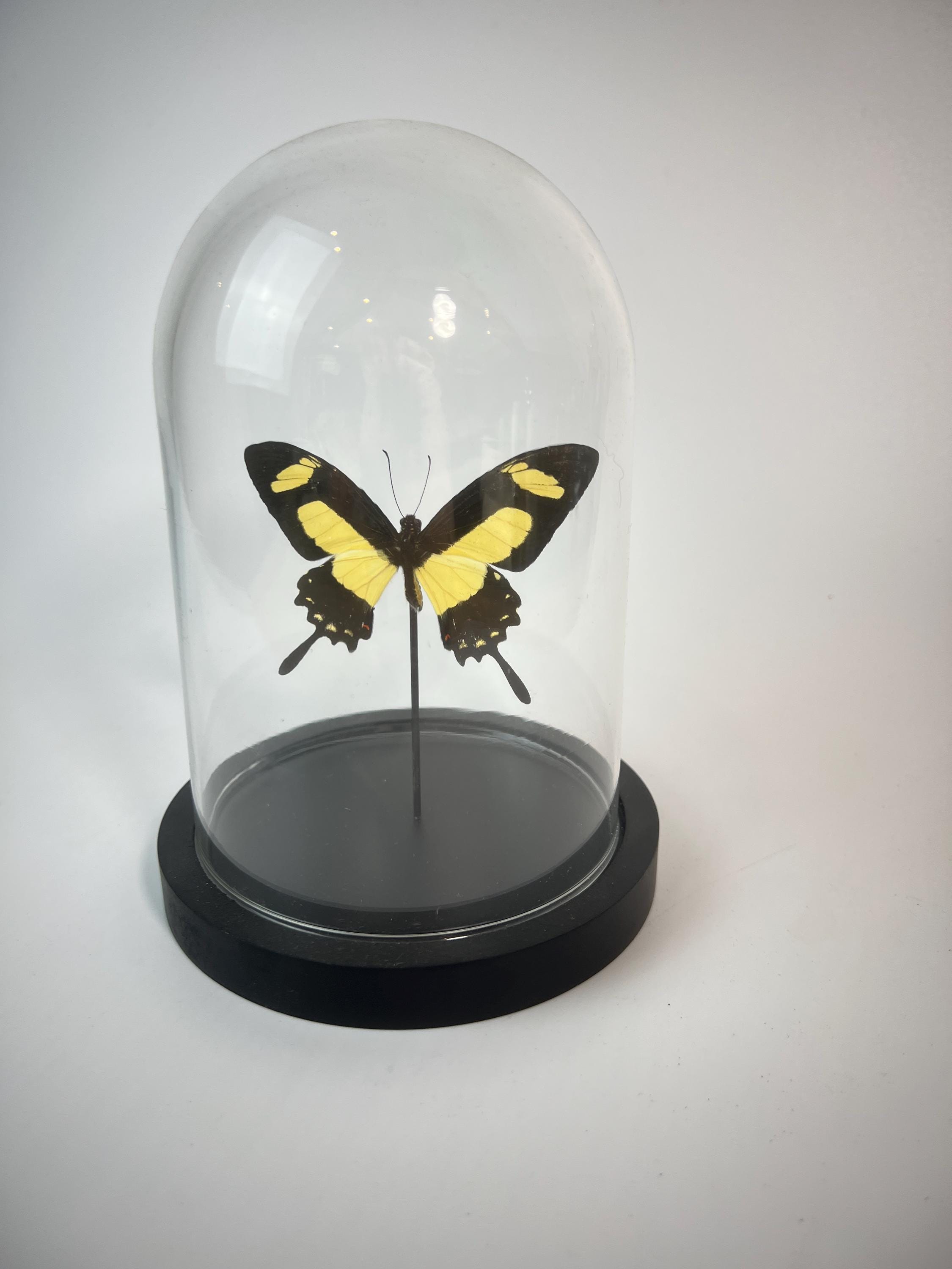 Echte vlinder | Papilio Torquatus in stolp (17x13cm)