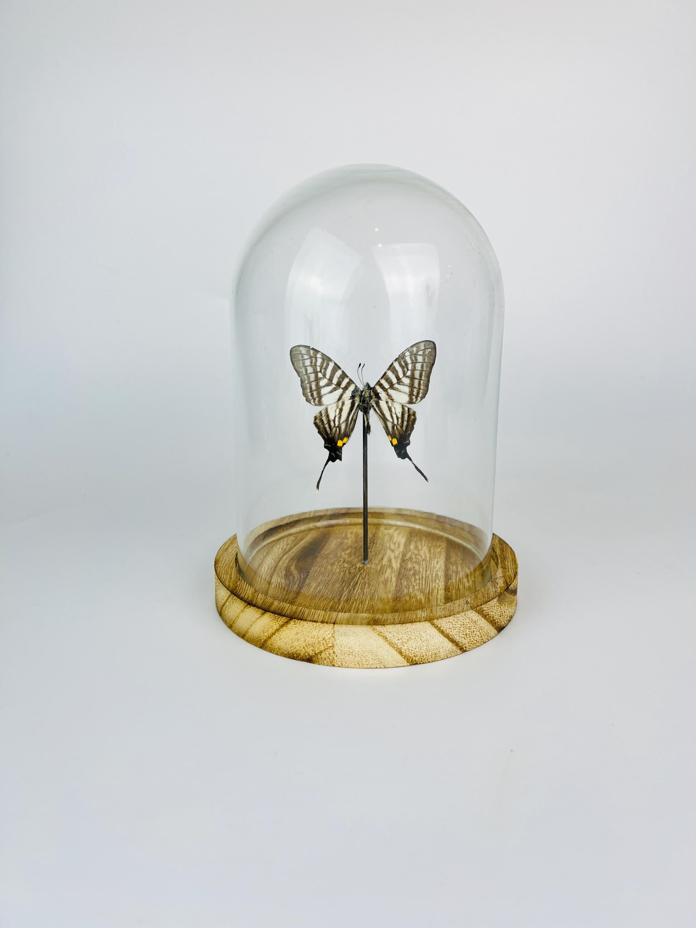 Graphium Pazala Eurous in a bell jar