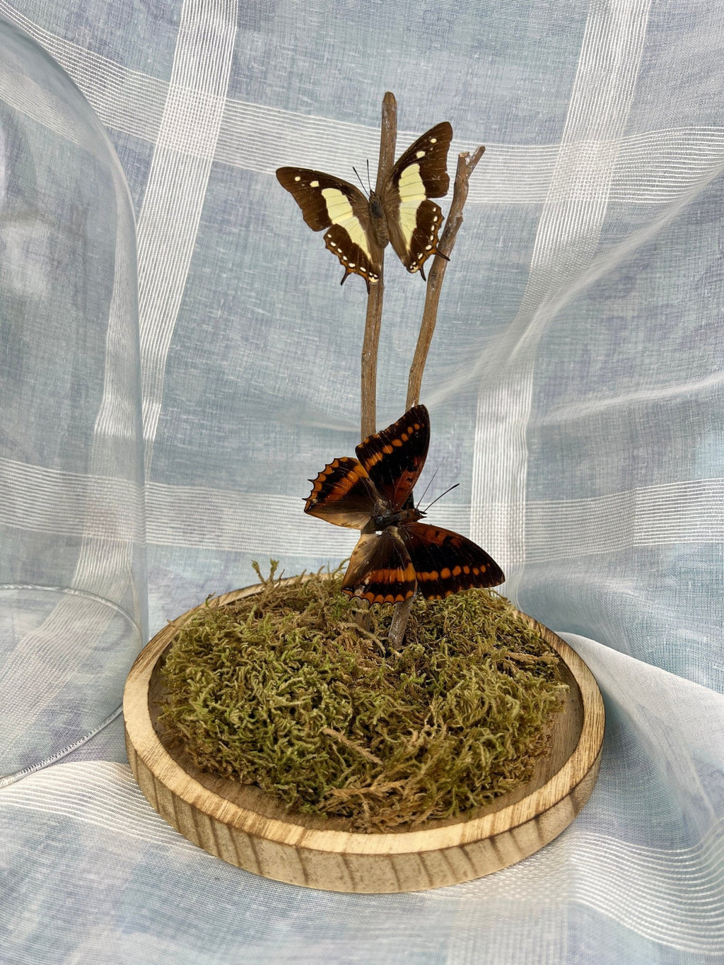 Charaxes Lucretius und Polyura Athama in einer Glasglocke von KEY LIME STORE