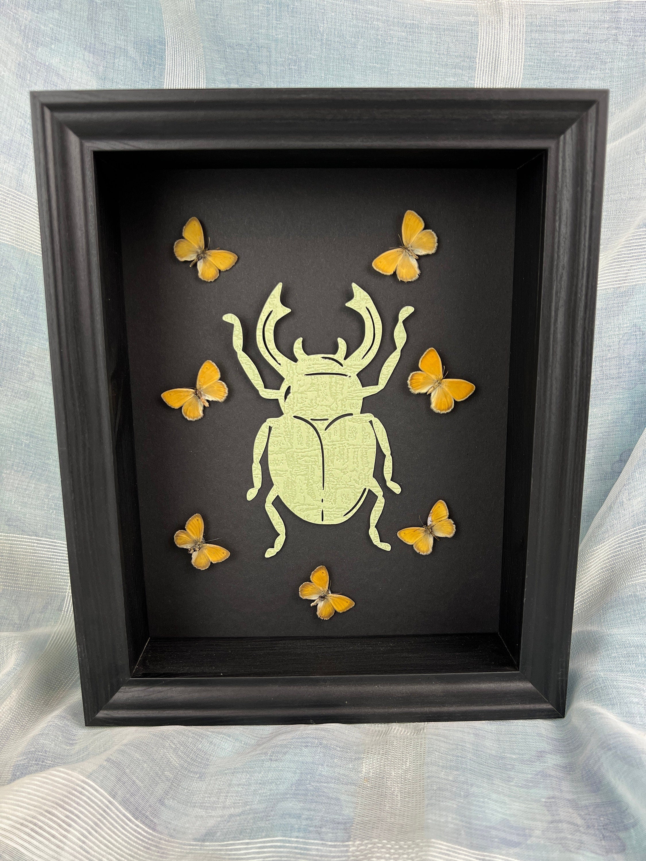 Butterfly Taxidermy Art with Intriguing Paper Beetle - Home Decor
