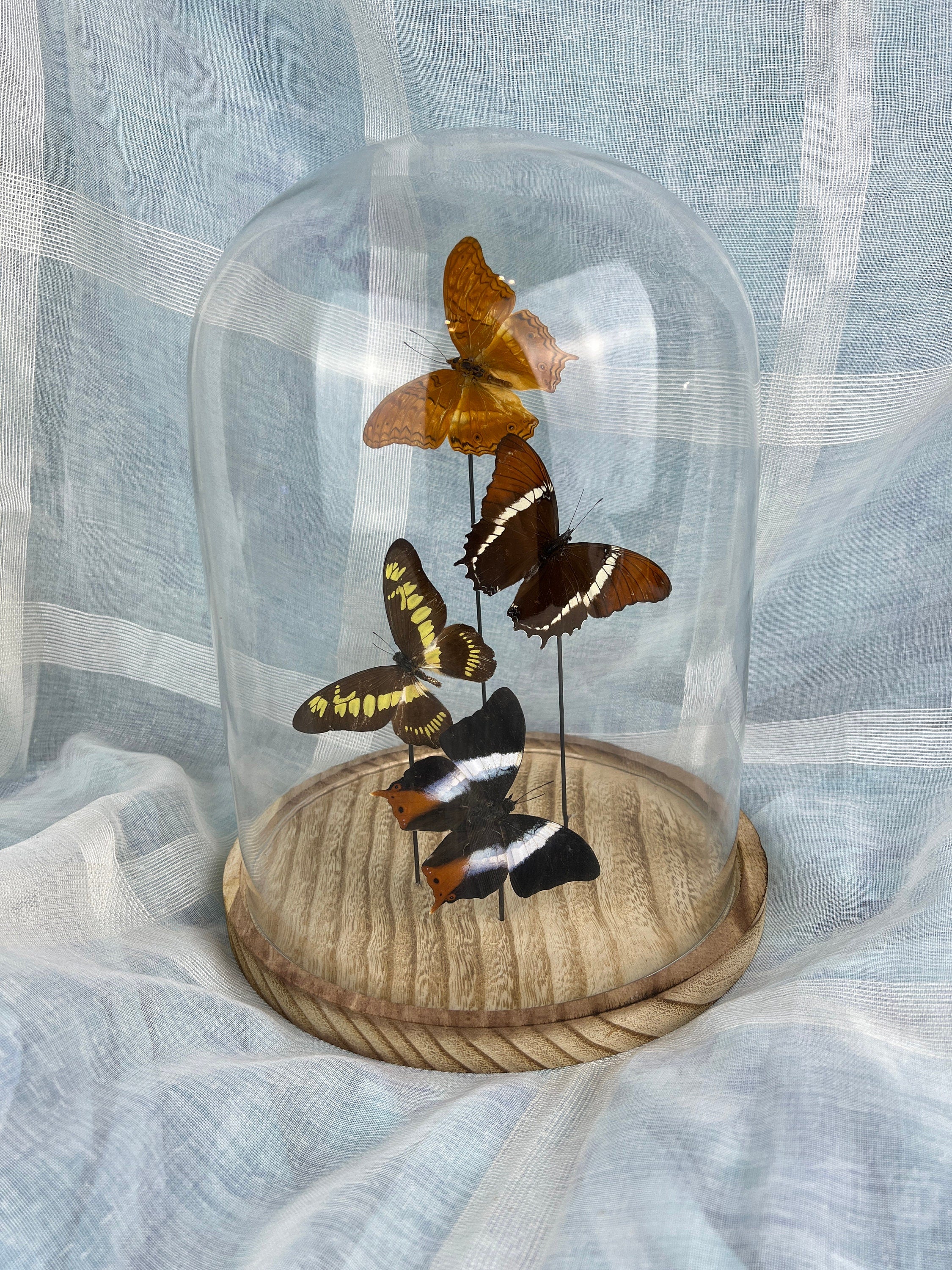 Mix vlinders in stolp