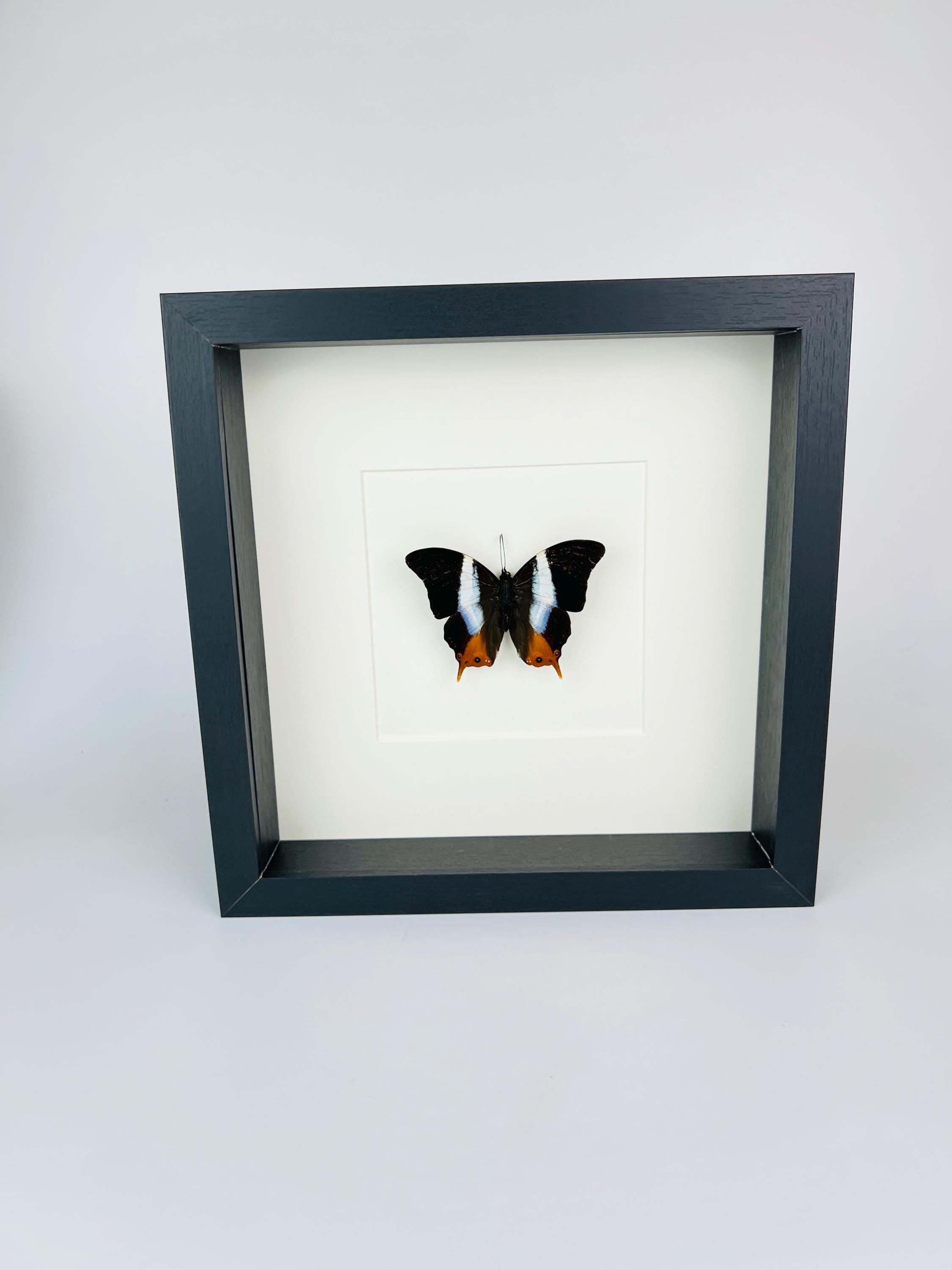 Palla Violinitens in lijst