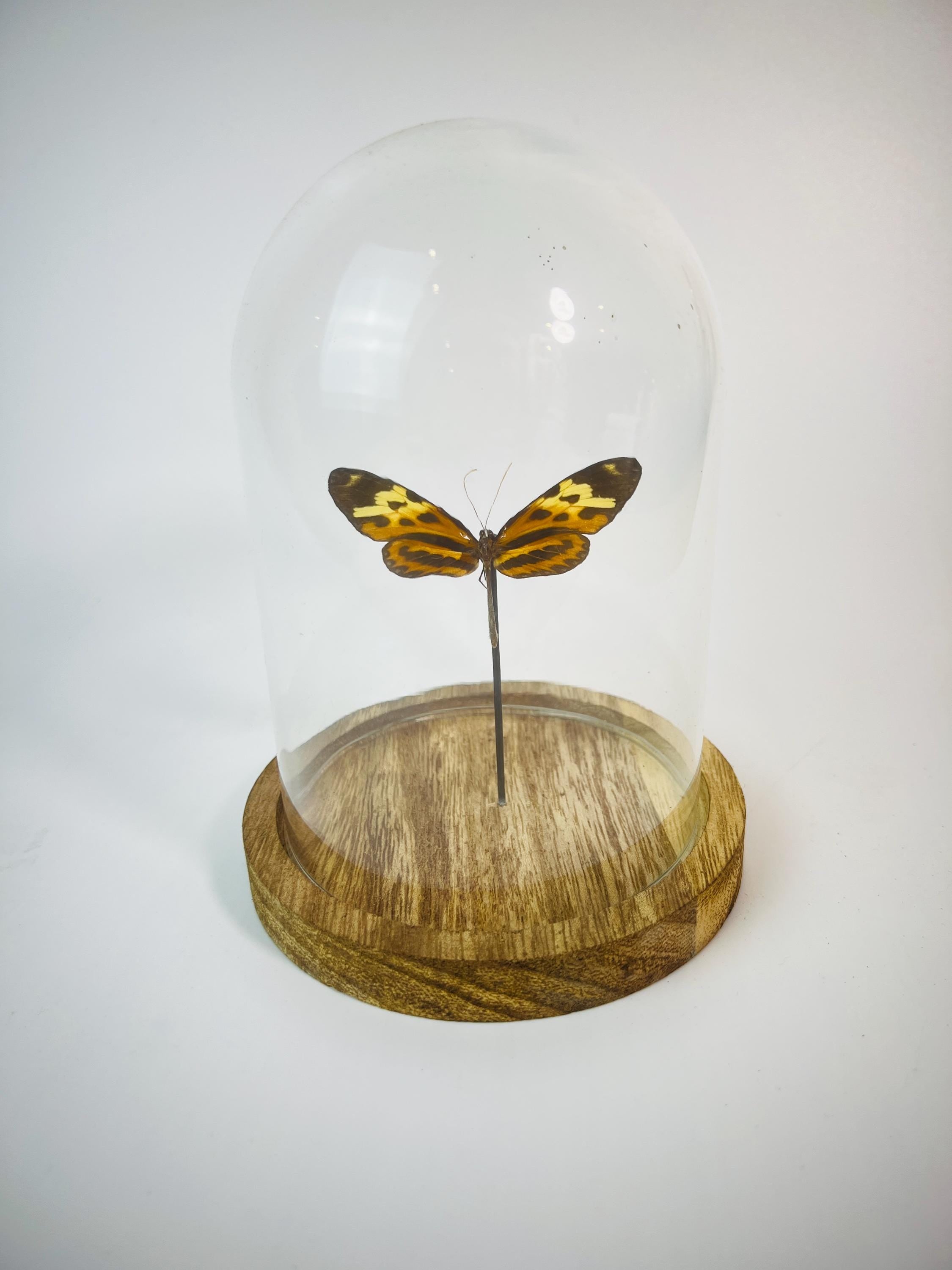 Echte vlinder | Heliconius in stolp (17x13cm)