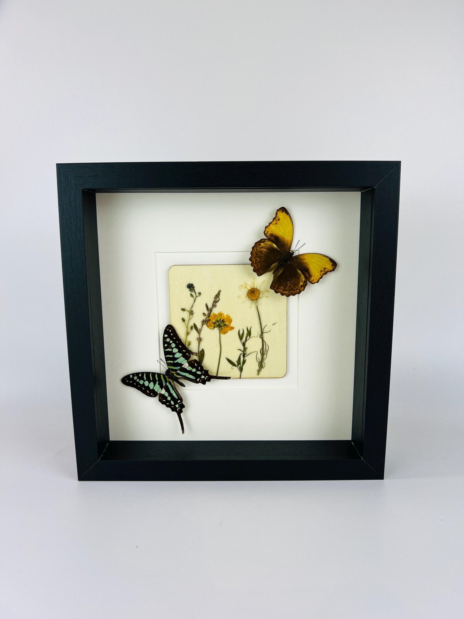 Graphium und Cymothoe Haynac mit Trockenblumen auf MDF in einem Rahmen von KEY LIME STORE