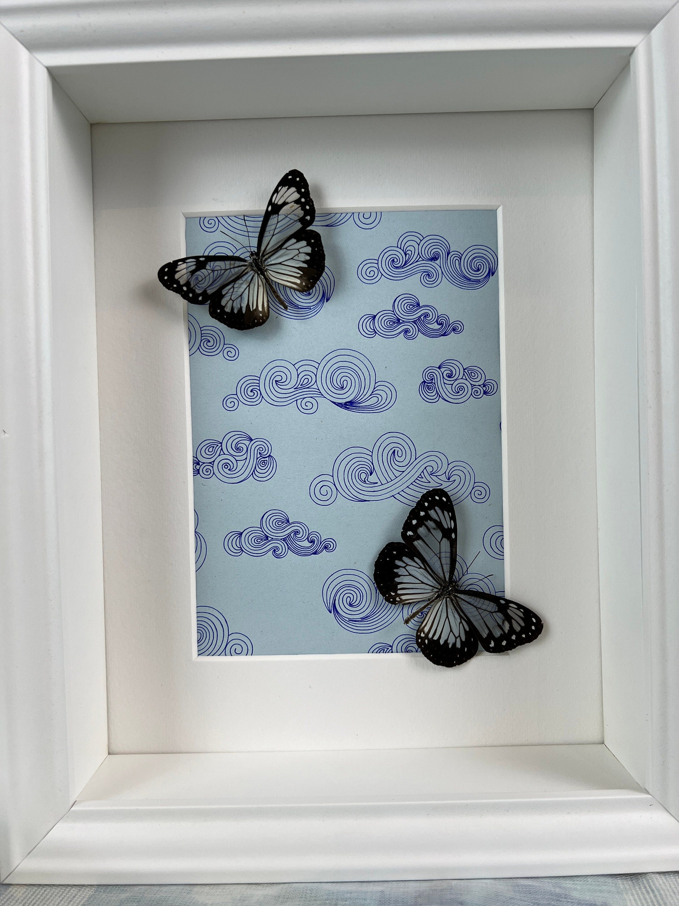 Parantica Vitrina auf Originalzeichnung im Rahmen